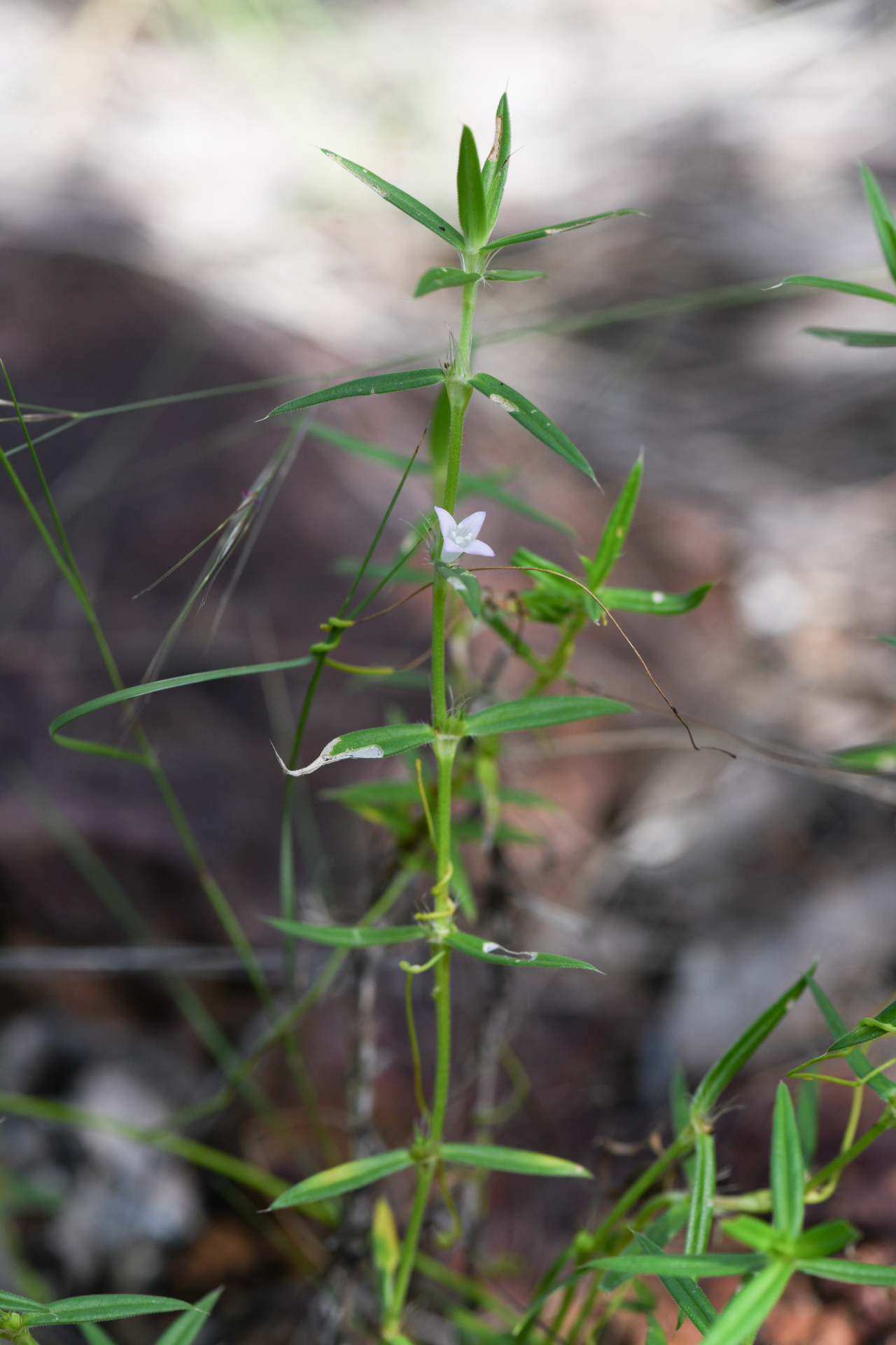 Hexasepalum apiculatum (Willd.) Delprete & J.H.Kirkbr. - Photo Bivouac Naturaliste