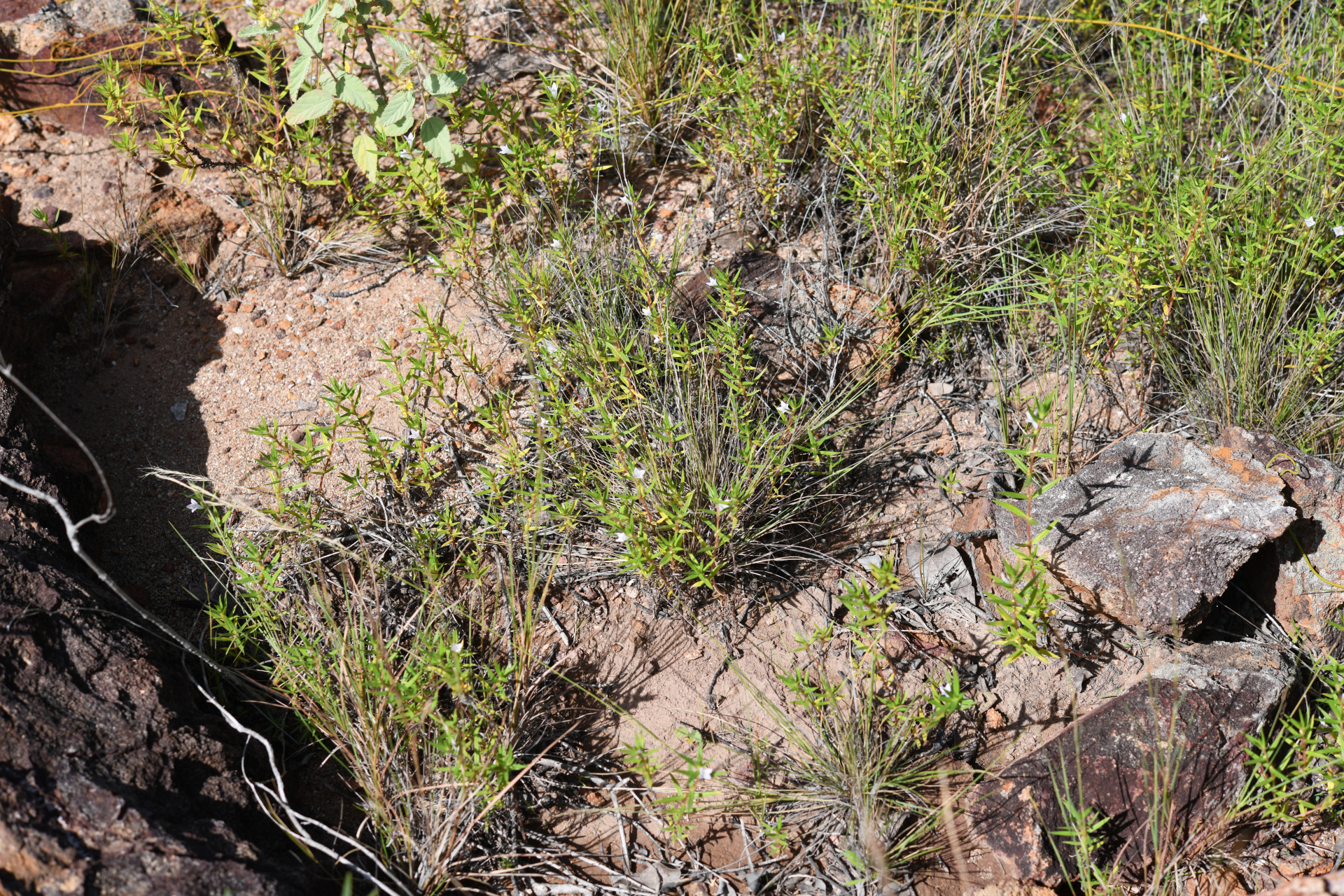 Hexasepalum apiculatum (Willd.) Delprete & J.H.Kirkbr. - Photo Bivouac Naturaliste