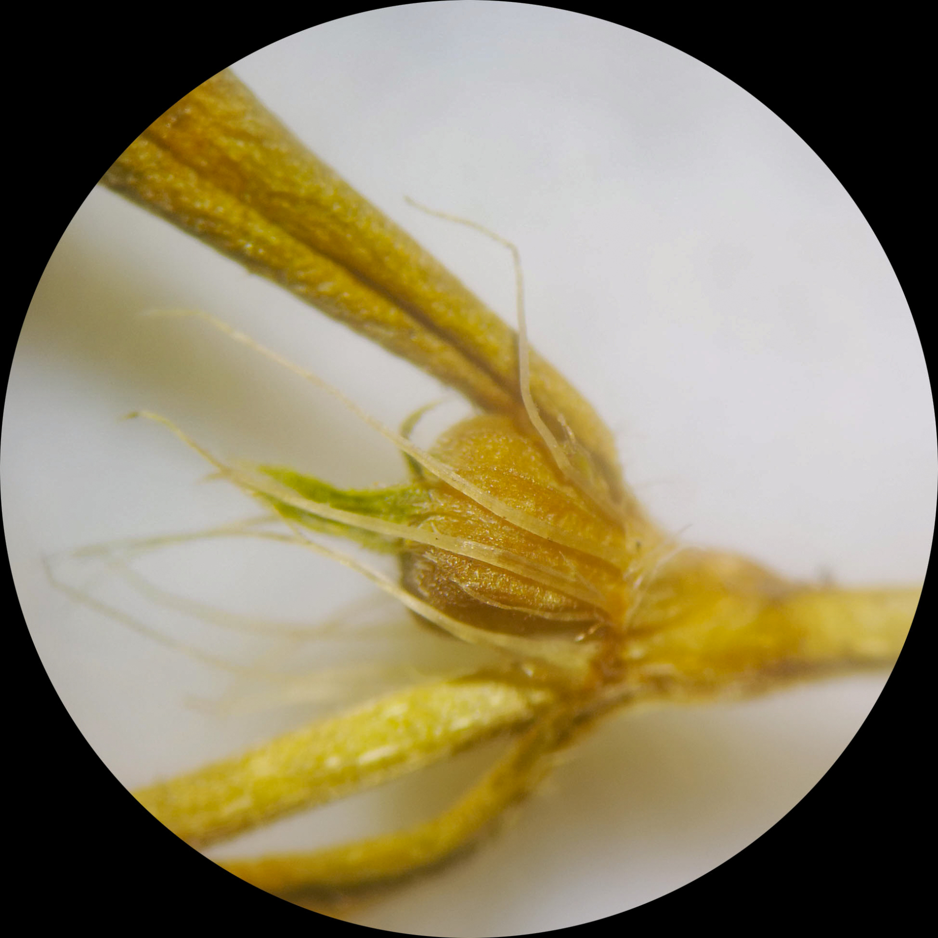 Hexasepalum apiculatum (Willd.) Delprete & J.H.Kirkbr. - Photo Bivouac Naturaliste