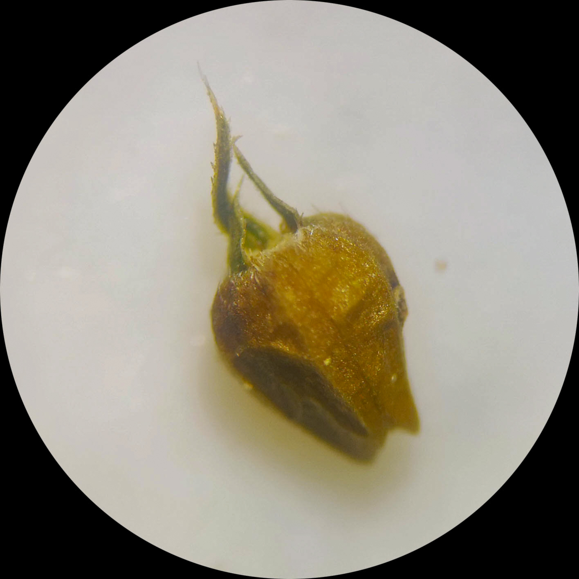 Hexasepalum apiculatum (Willd.) Delprete & J.H.Kirkbr. - Photo Bivouac Naturaliste