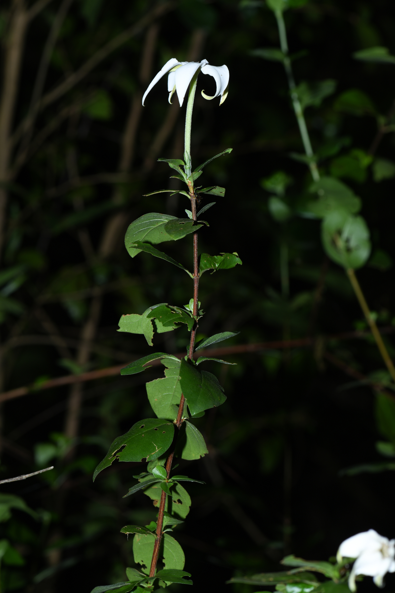 Rosenbergiodendron densiflorum (K.Schum.) Fagerl. - Photo Bivouac Naturaliste