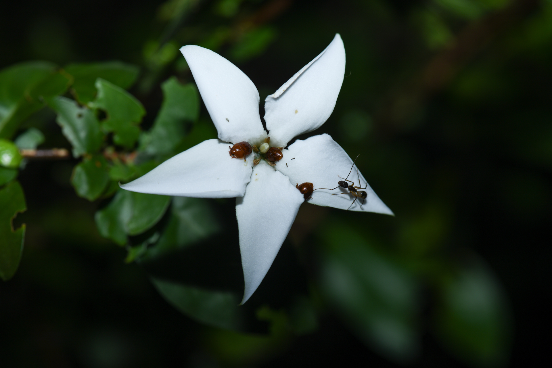 Rosenbergiodendron densiflorum (K.Schum.) Fagerl. - Photo Bivouac Naturaliste