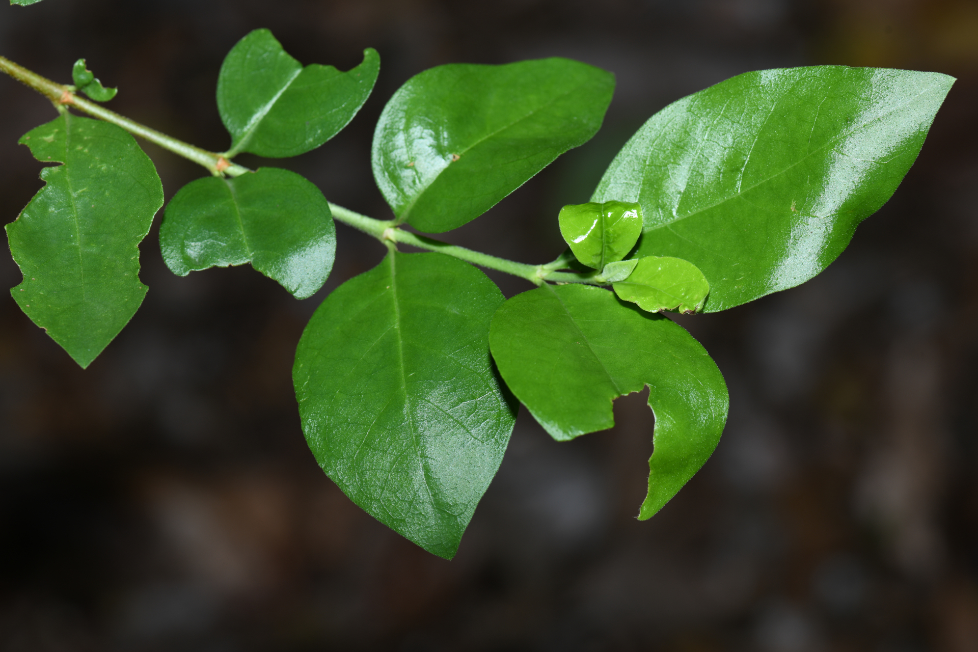 Rosenbergiodendron densiflorum (K.Schum.) Fagerl. - Photo Bivouac Naturaliste