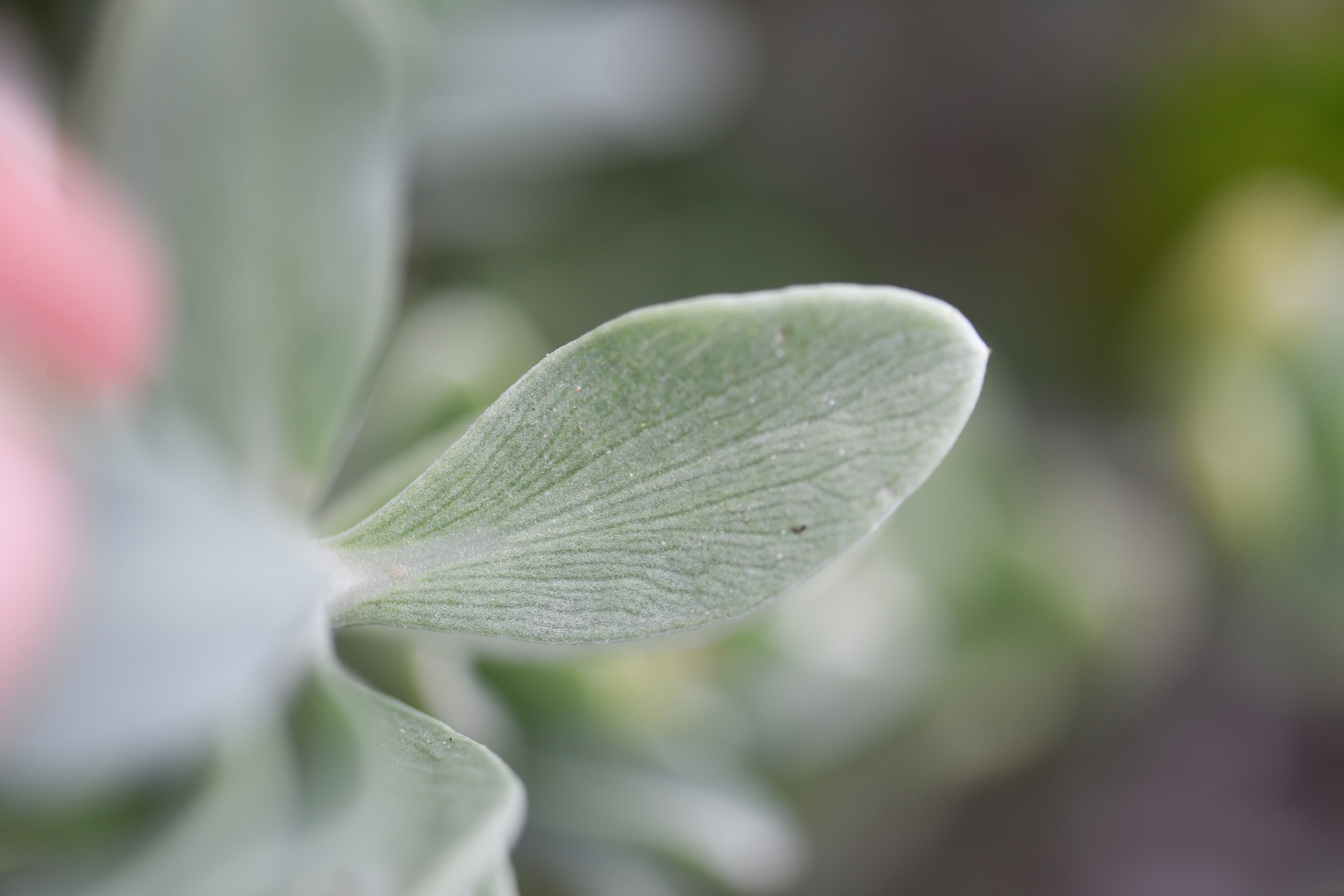 Borrichia arborescens (L.) DC. - Photo Bivouac Naturaliste