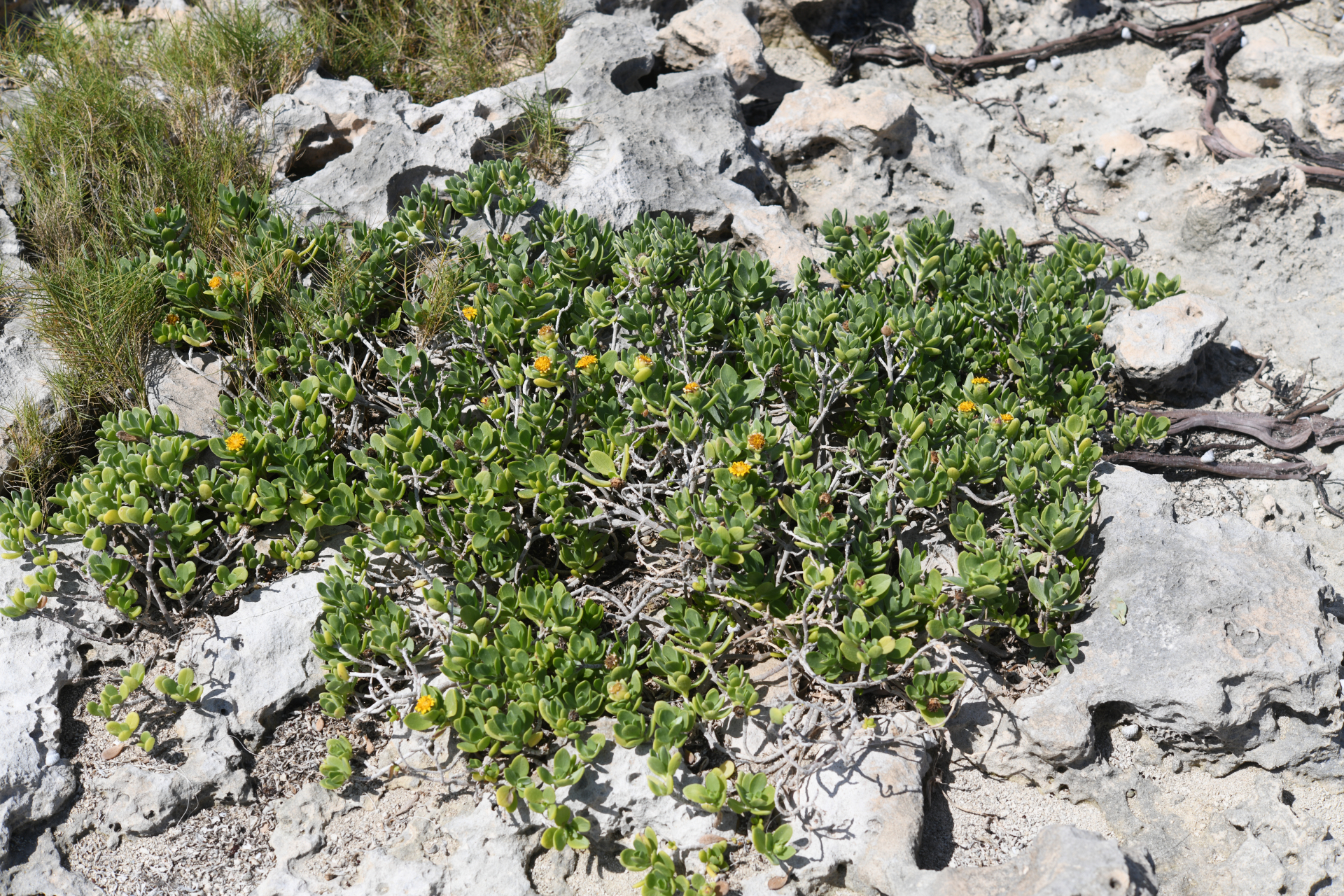 Borrichia arborescens (L.) DC. - Photo Bivouac Naturaliste
