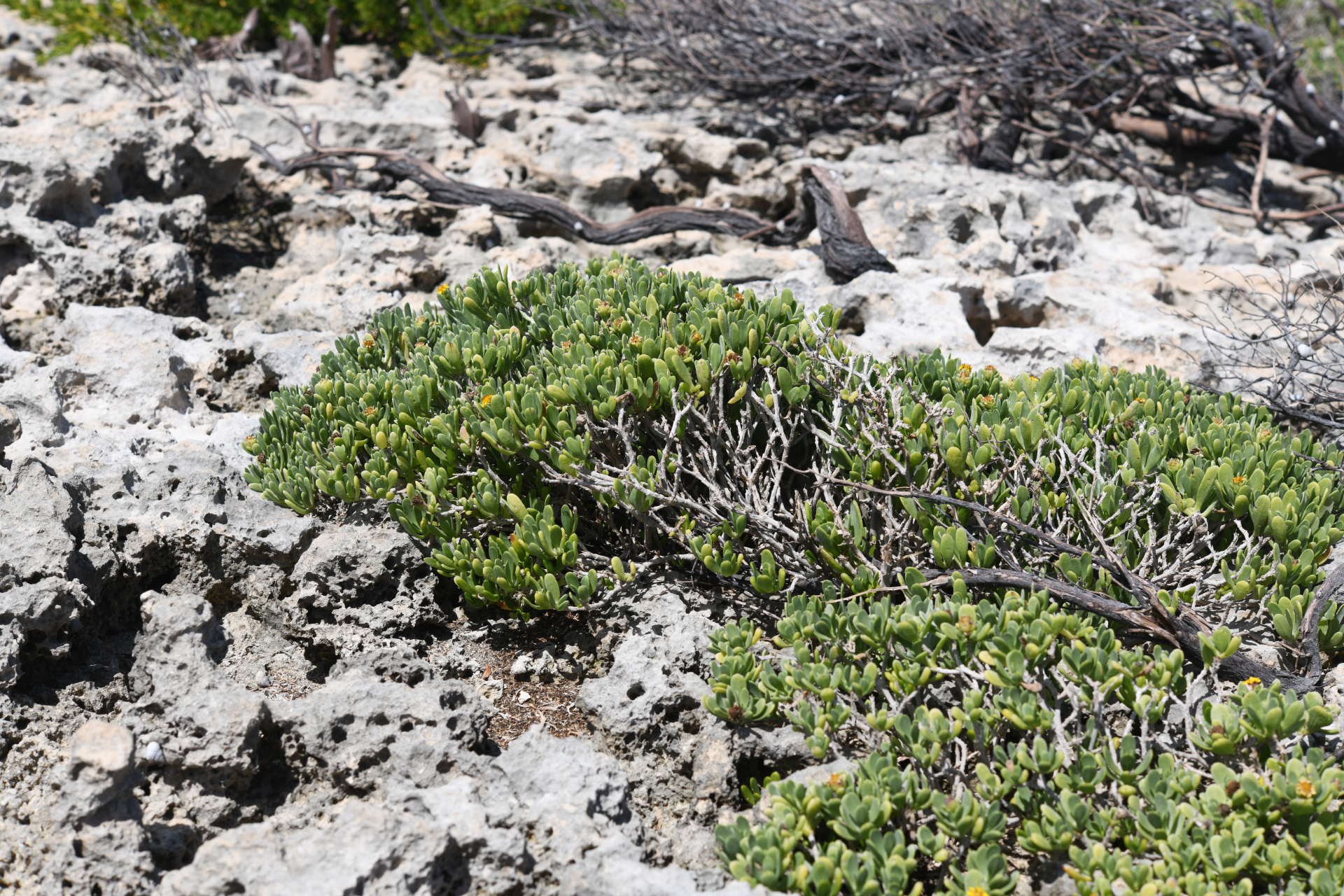 Borrichia arborescens (L.) DC. - Photo Bivouac Naturaliste