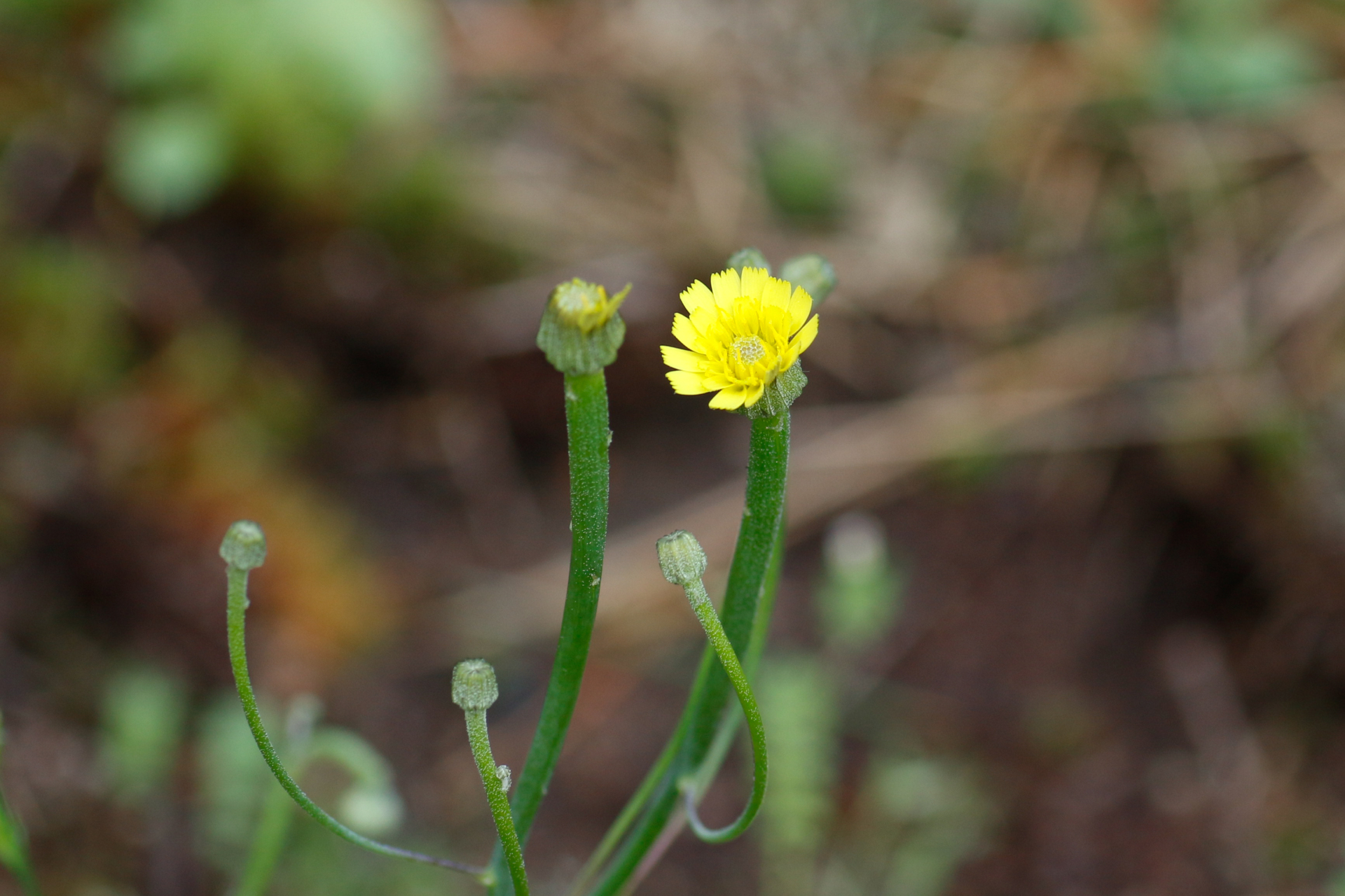 Arnoseris minima (L.) Schweigg. & Körte - Photo Bivouac Naturaliste