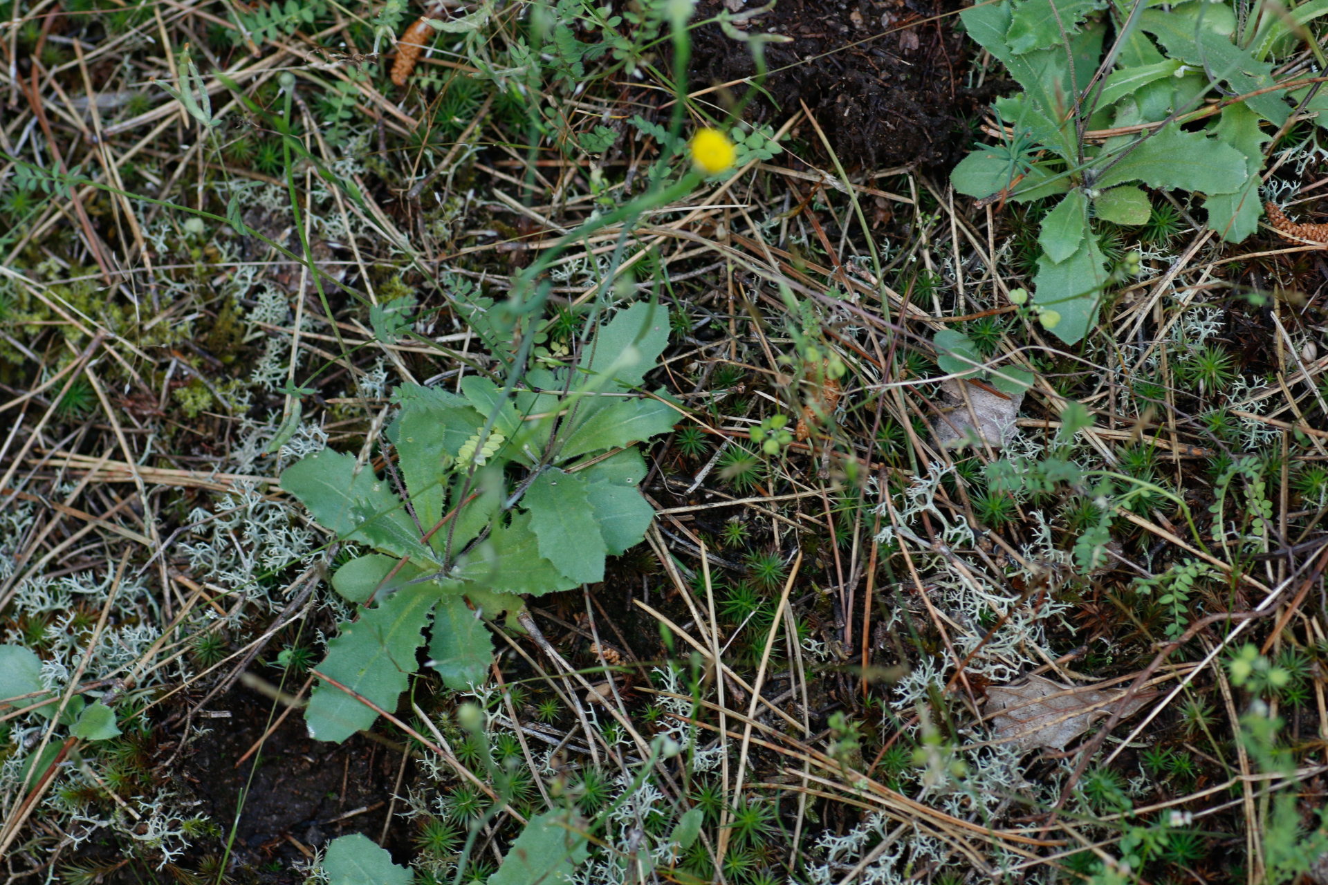 Arnoseris minima (L.) Schweigg. & Körte - Photo Bivouac Naturaliste