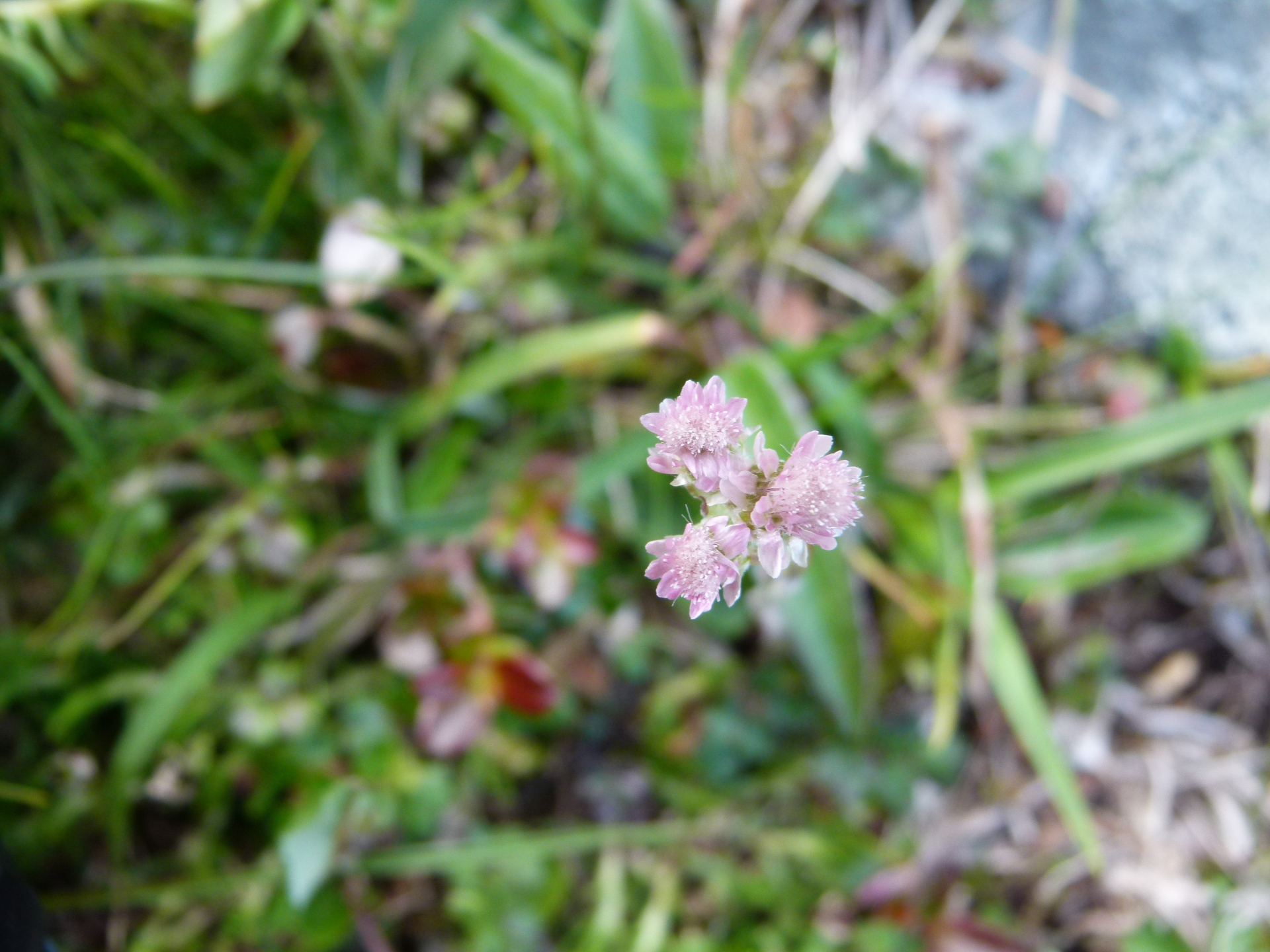 Antennaria dioica (L.) Gaertn. - Photo Bivouac Naturaliste
