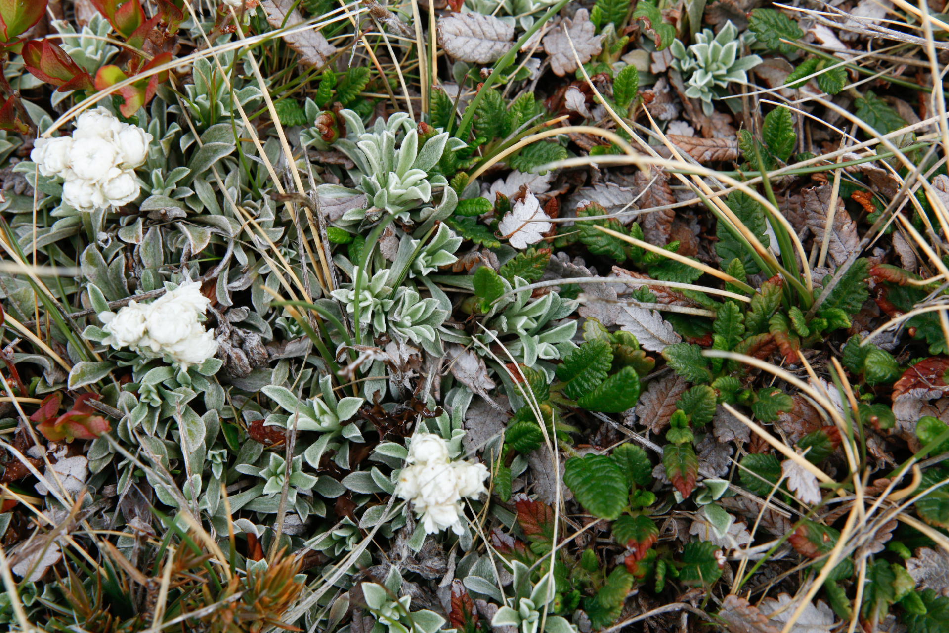 Antennaria dioica (L.) Gaertn. - Photo Bivouac Naturaliste