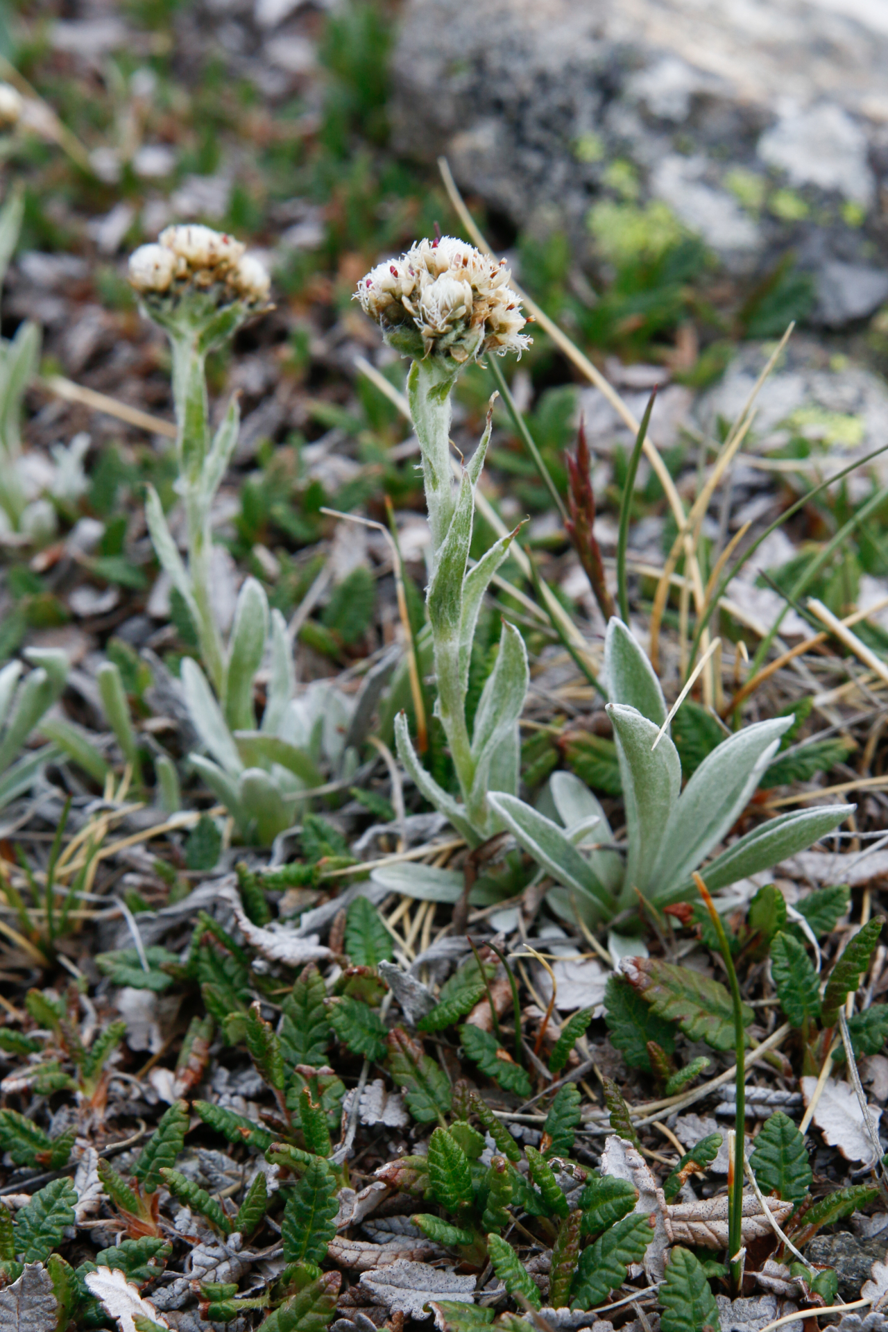 Antennaria dioica (L.) Gaertn. - Photo Bivouac Naturaliste