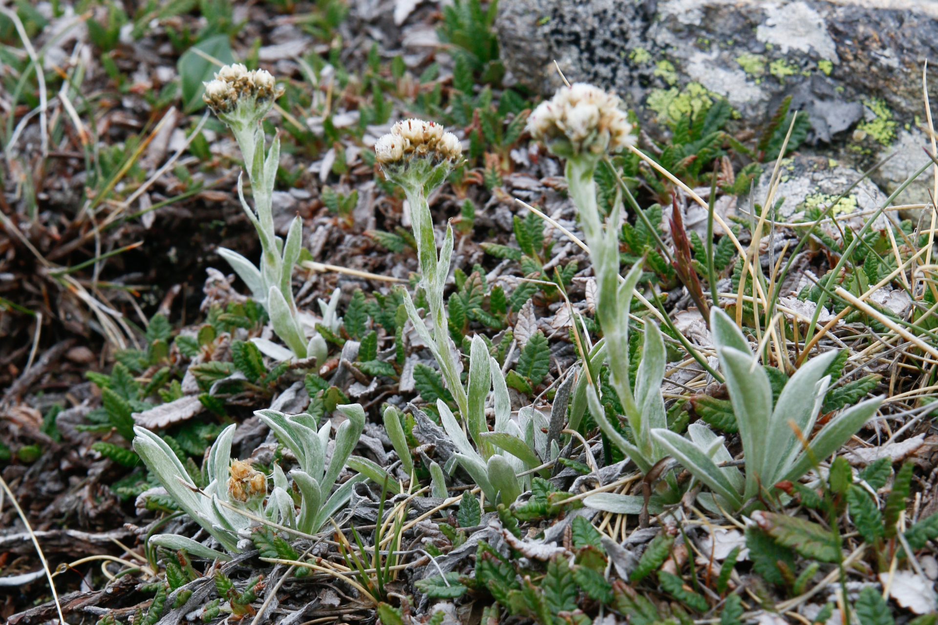 Antennaria dioica (L.) Gaertn. - Photo Bivouac Naturaliste