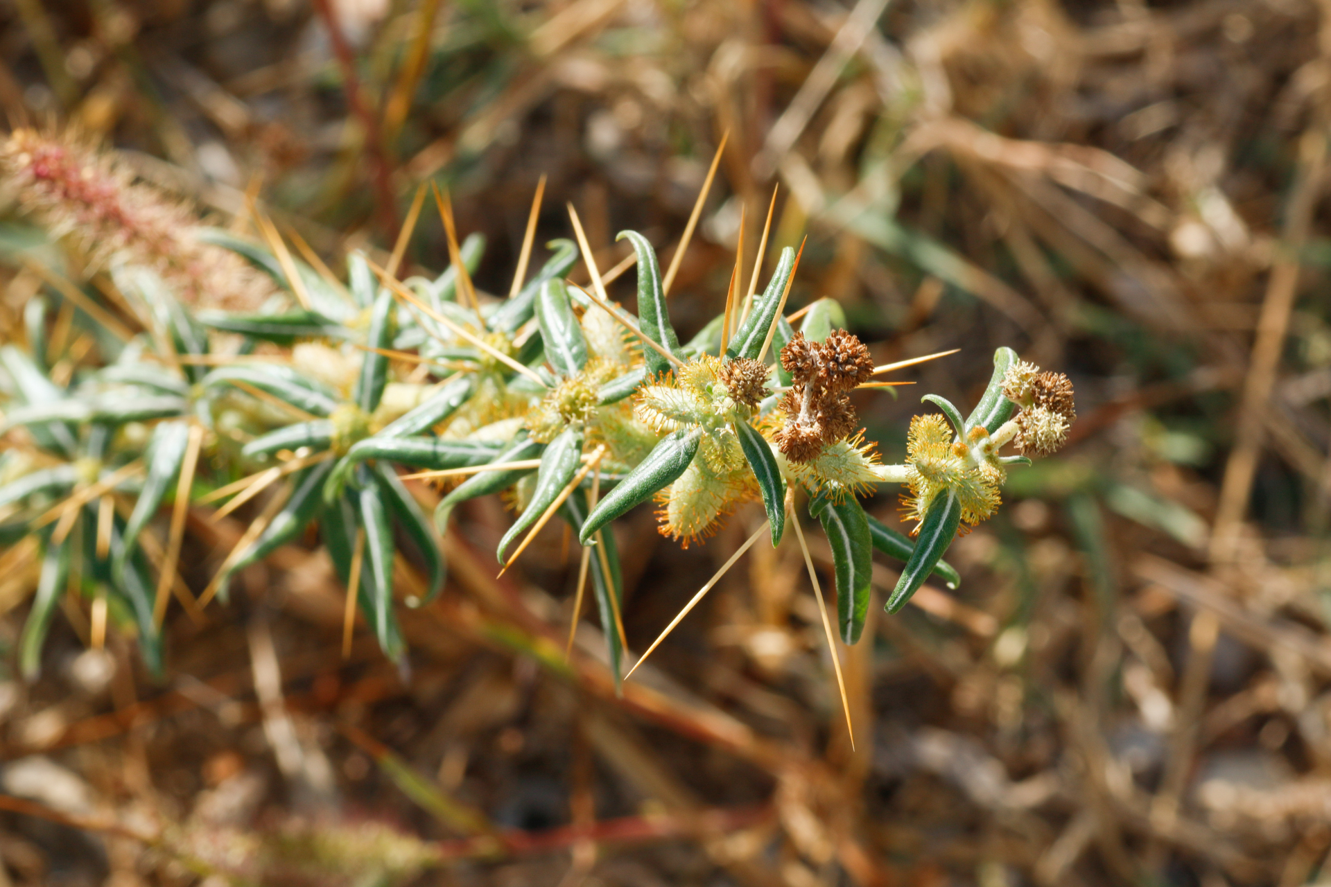 Xanthium spinosum L. - Photo Bivouac Naturaliste