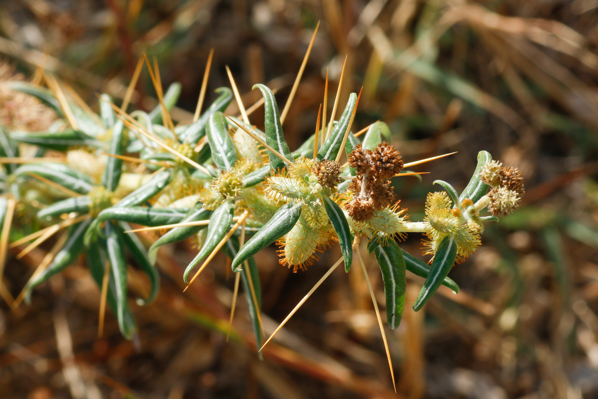 Xanthium spinosum L. - Photo Bivouac Naturaliste