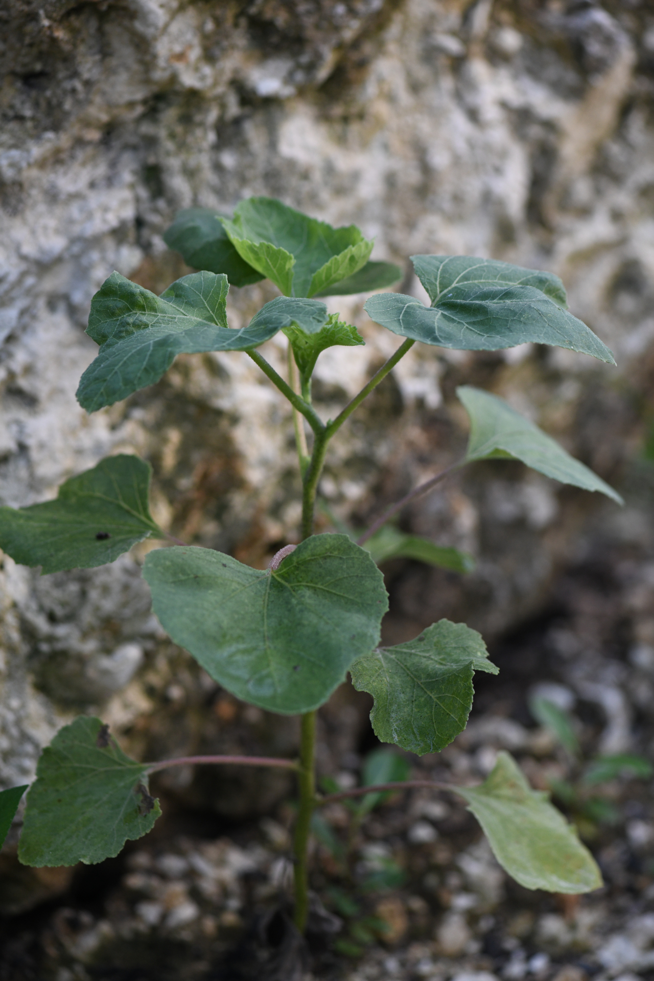 Xanthium strumarium L. - Photo Bivouac Naturaliste