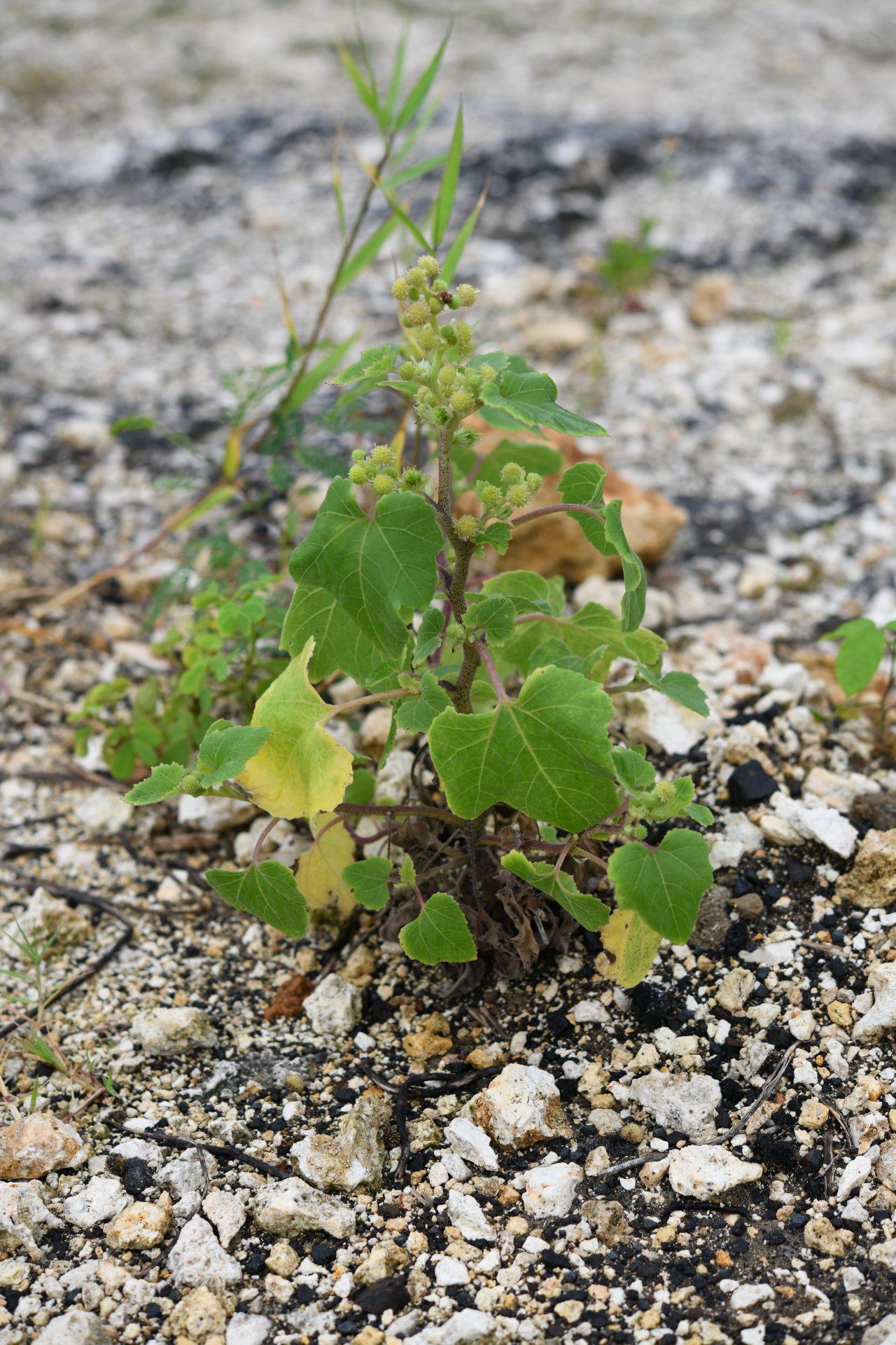 Xanthium strumarium L. - Photo Bivouac Naturaliste