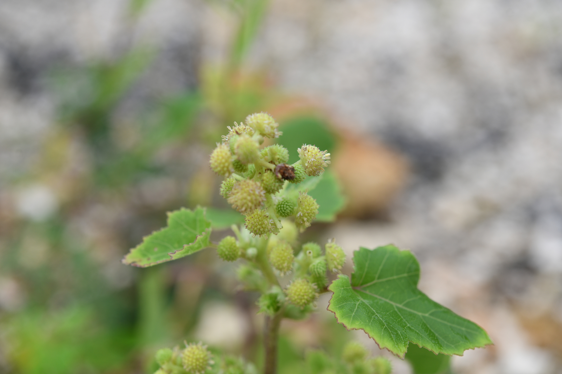 Xanthium strumarium L. - Photo Bivouac Naturaliste