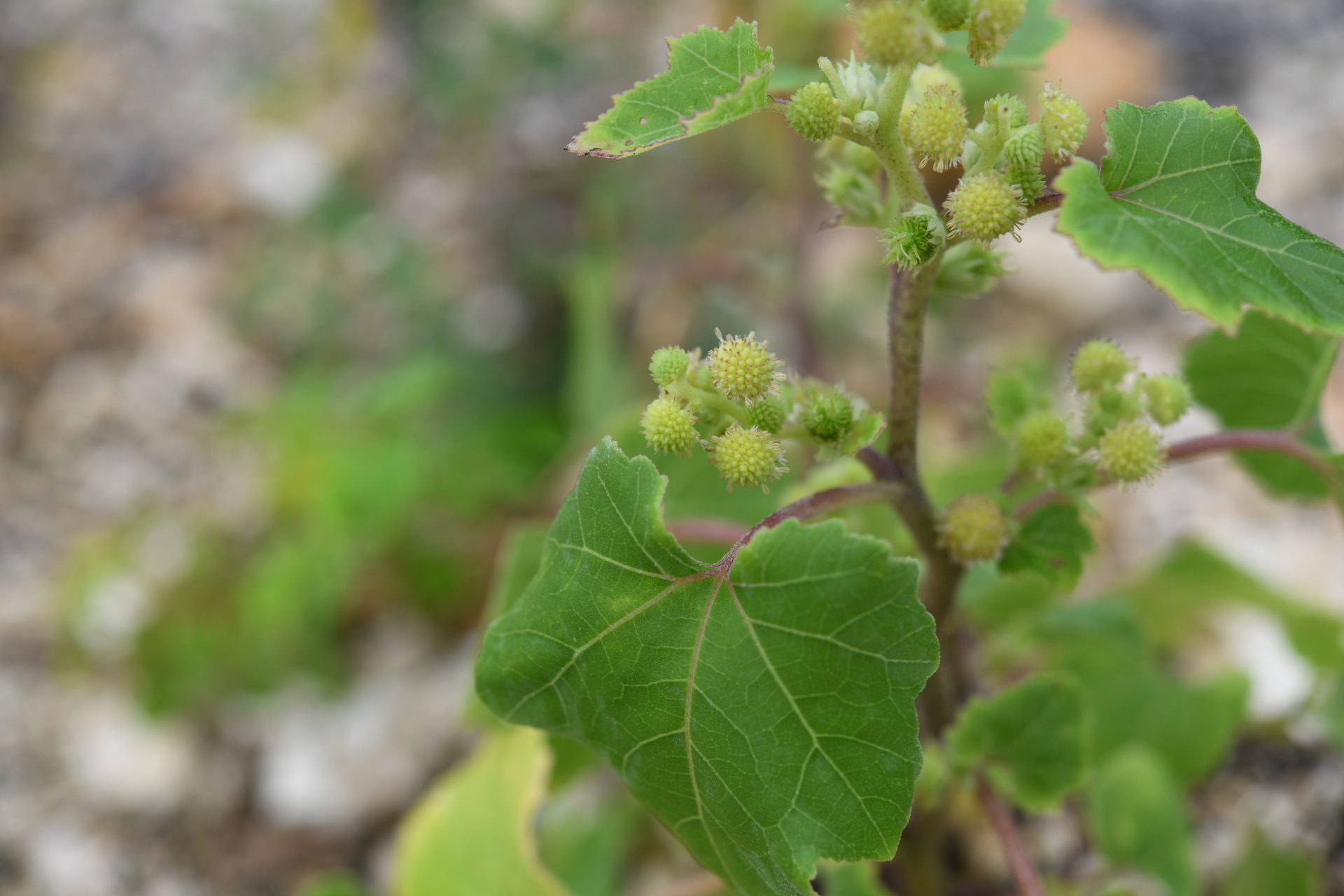 Xanthium strumarium L. - Photo Bivouac Naturaliste