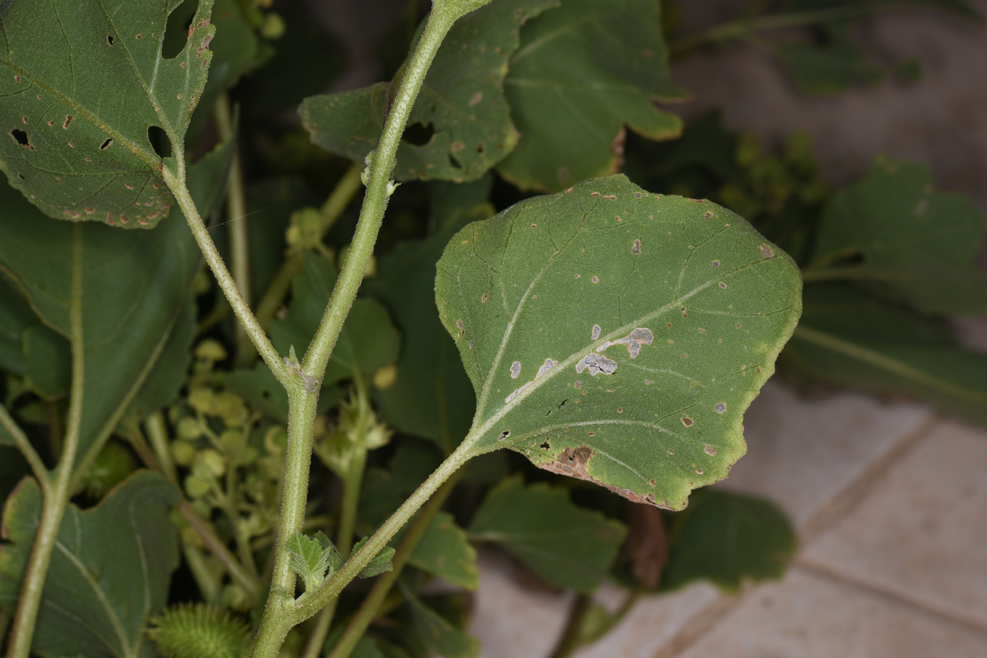 Xanthium strumarium L. - Photo Bivouac Naturaliste