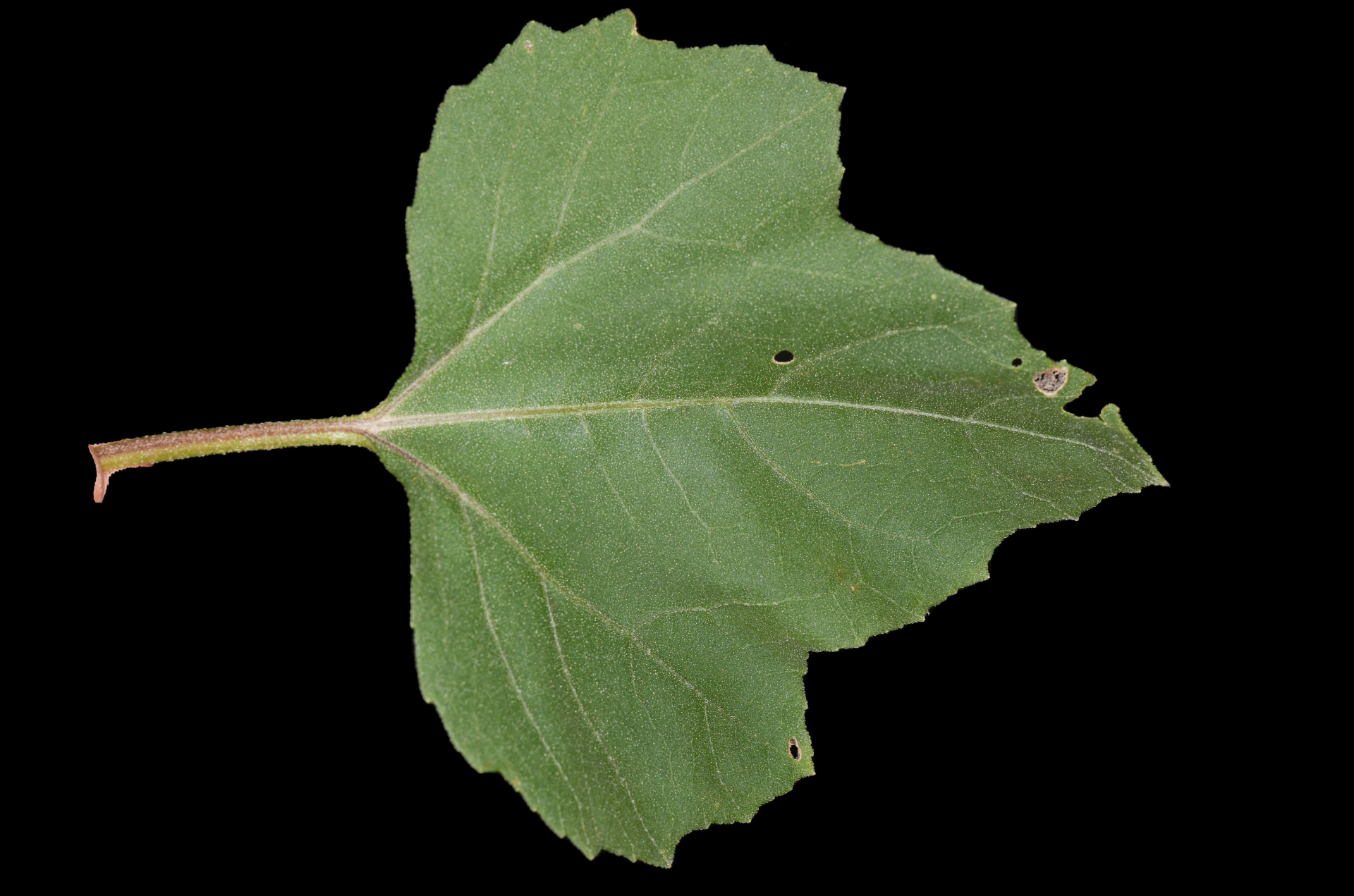Xanthium strumarium L. - Photo Bivouac Naturaliste