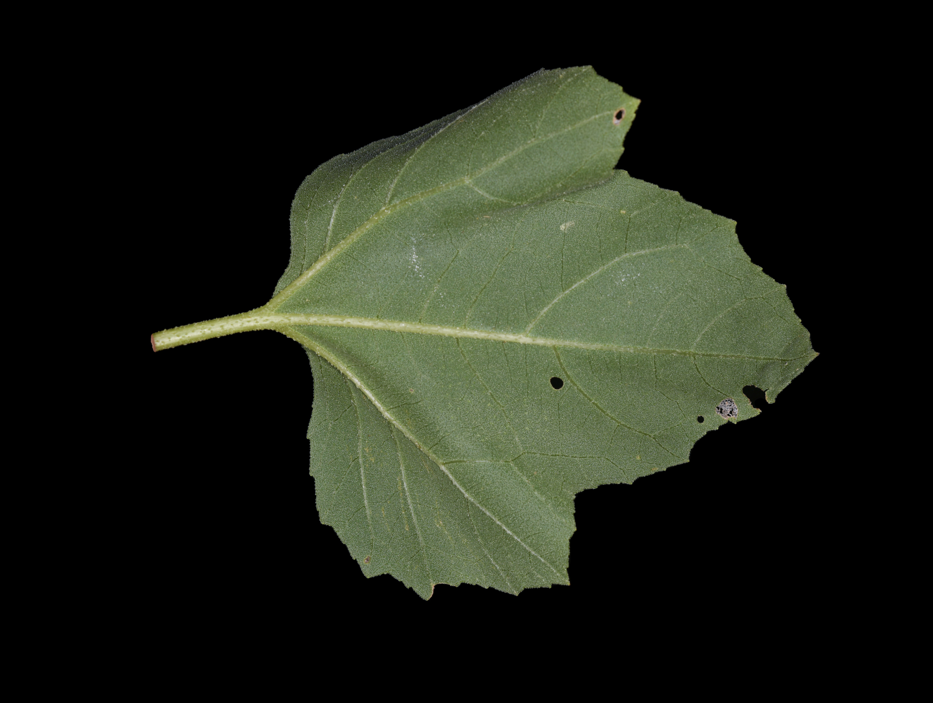 Xanthium strumarium L. - Photo Bivouac Naturaliste