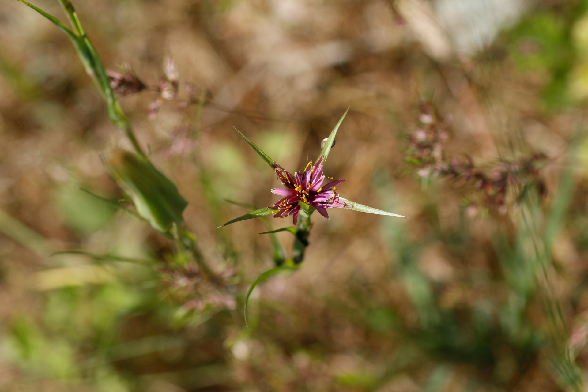 Tragopogon angustifolius Bellardi ex Willd. - Photo Bivouac Naturaliste