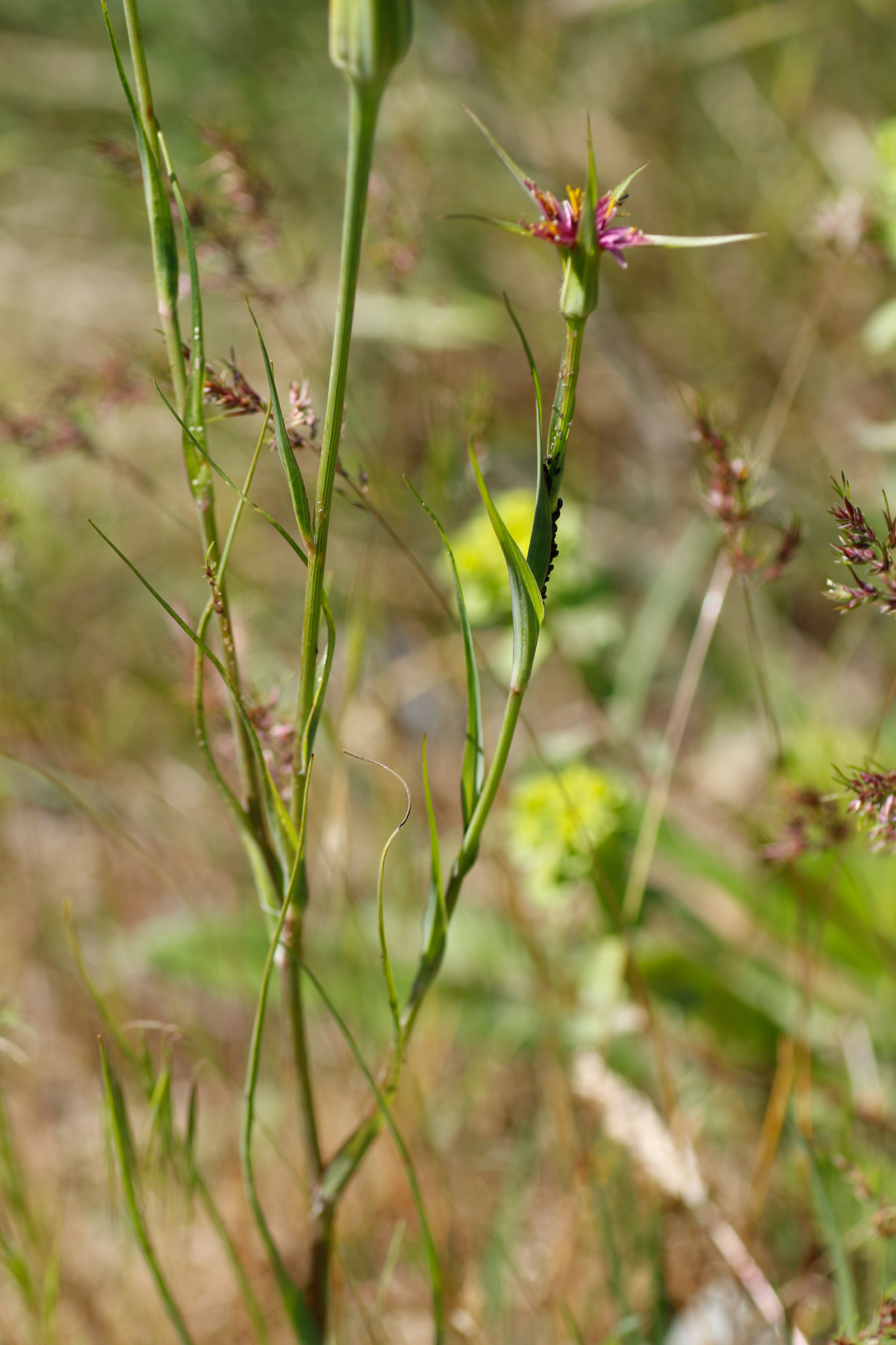 Tragopogon angustifolius Bellardi ex Willd. - Photo Bivouac Naturaliste