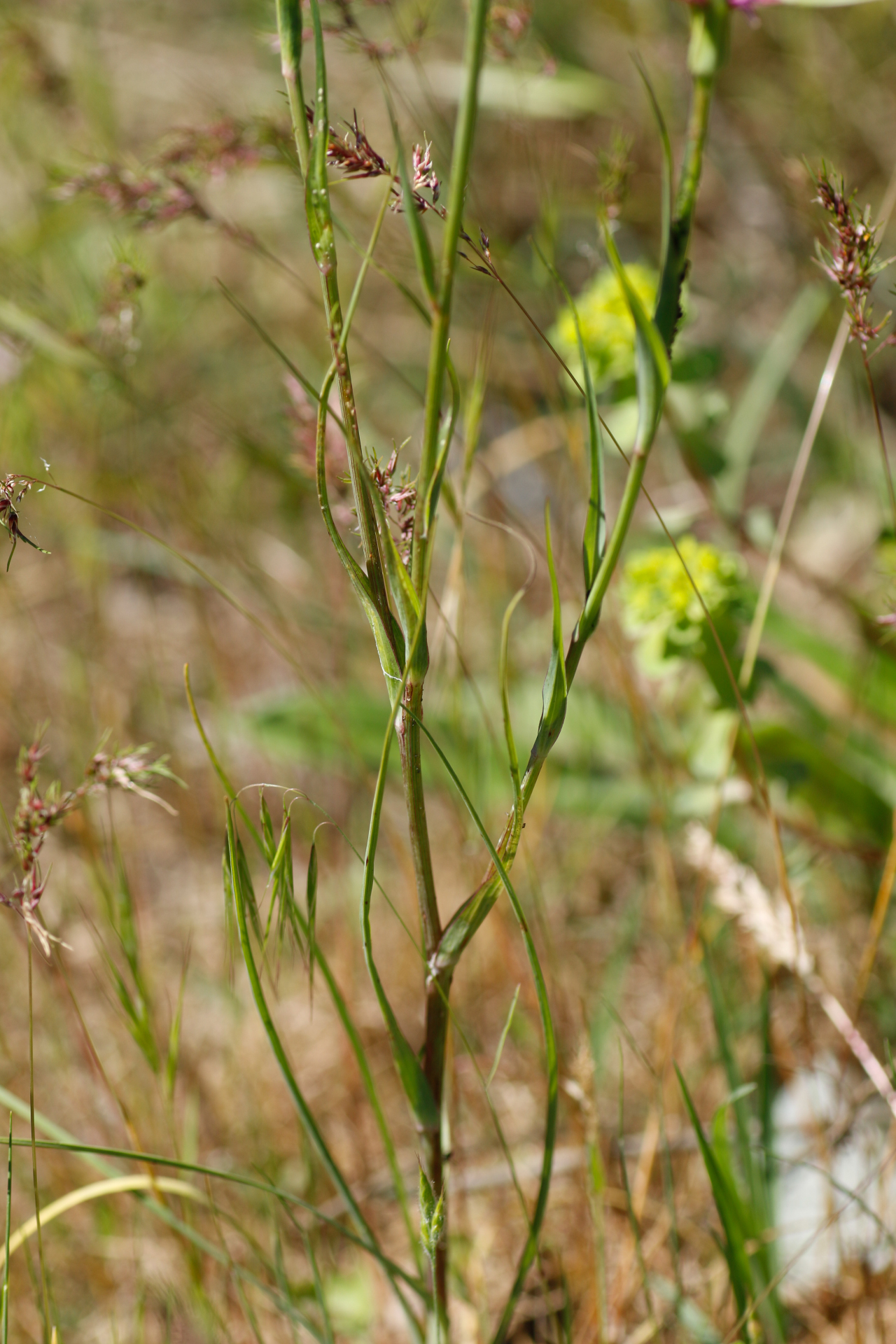 Tragopogon angustifolius Bellardi ex Willd. - Photo Bivouac Naturaliste