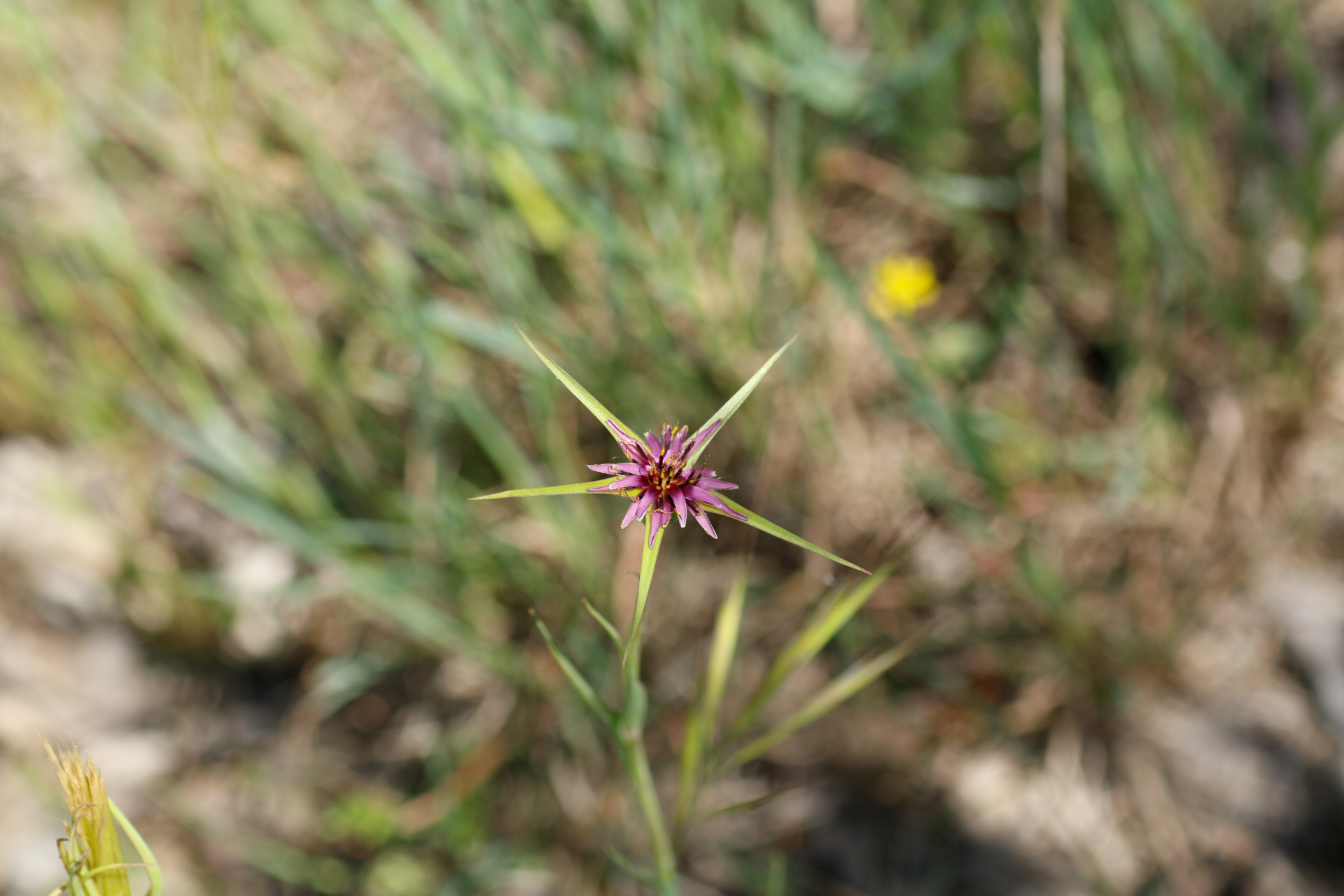Tragopogon angustifolius Bellardi ex Willd. - Photo Bivouac Naturaliste