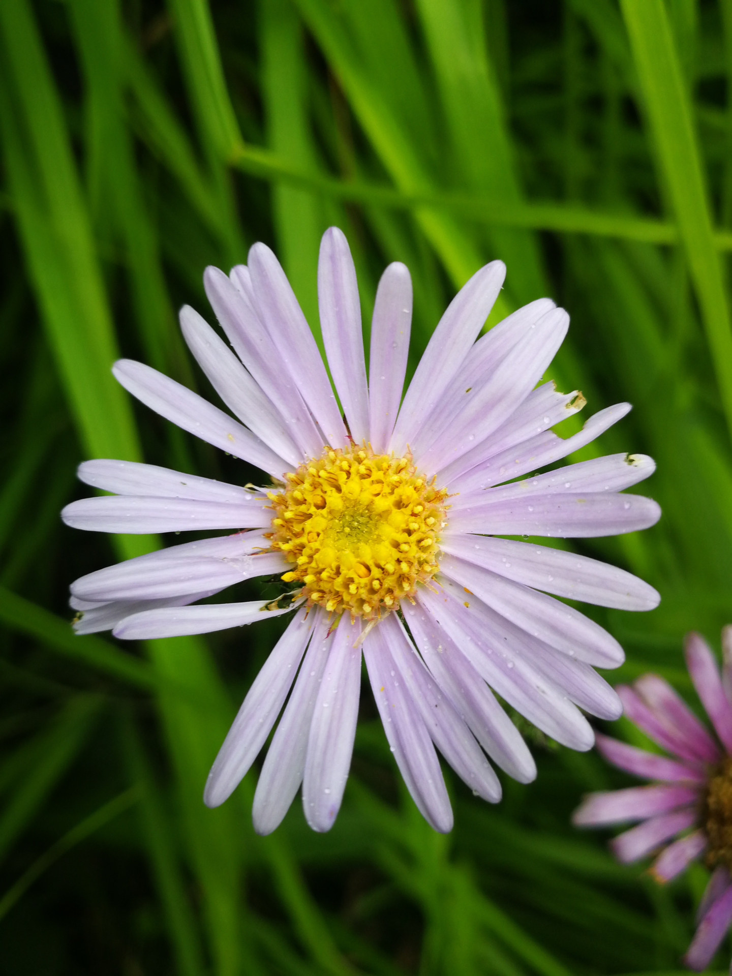 Aster pyrenaeus Pourr., 1788 - Photo Bivouac Naturaliste