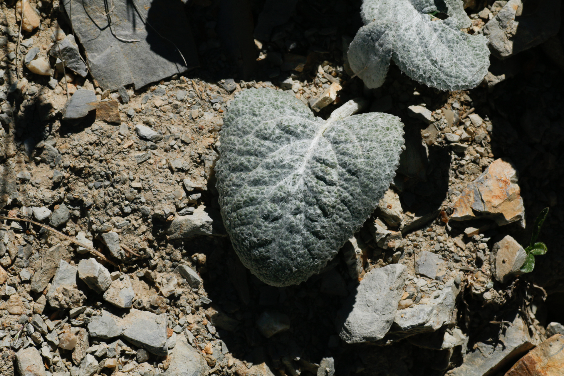 Berardia lanuginosa (Lam.) Fiori & Paol. - Photo Bivouac Naturaliste
