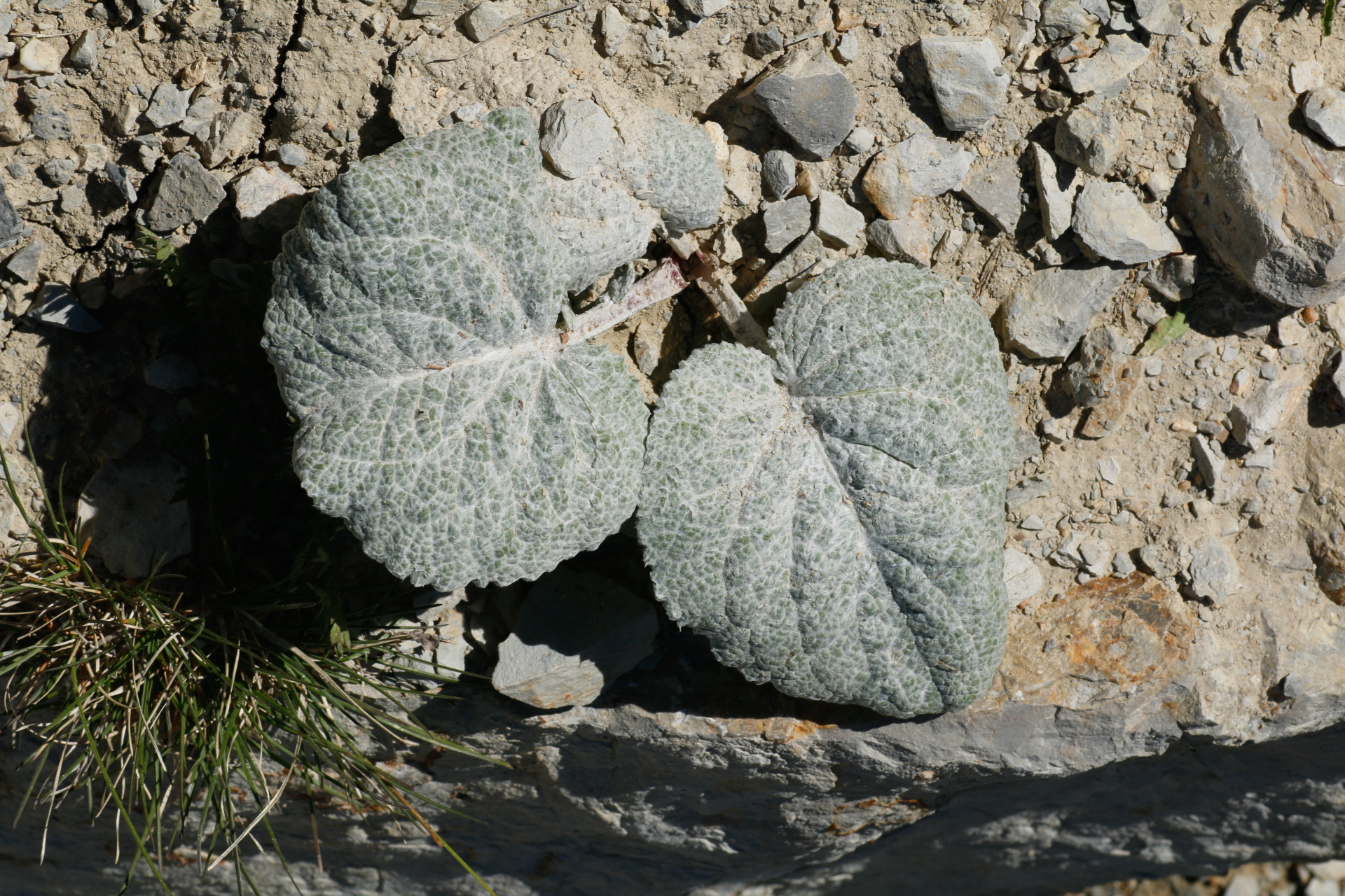 Berardia lanuginosa (Lam.) Fiori & Paol. - Photo Bivouac Naturaliste
