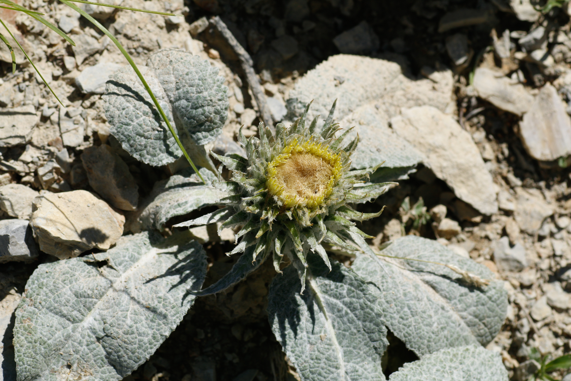 Berardia lanuginosa (Lam.) Fiori & Paol. - Photo Bivouac Naturaliste