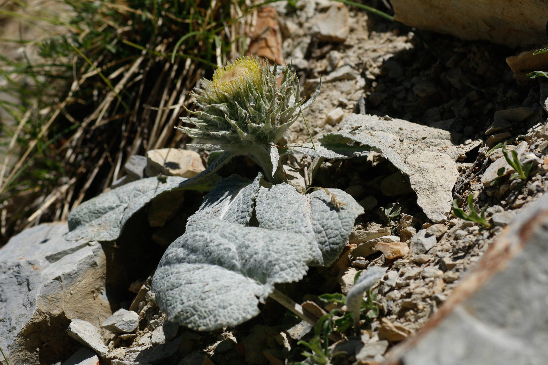 Berardia lanuginosa (Lam.) Fiori & Paol. - Photo Bivouac Naturaliste