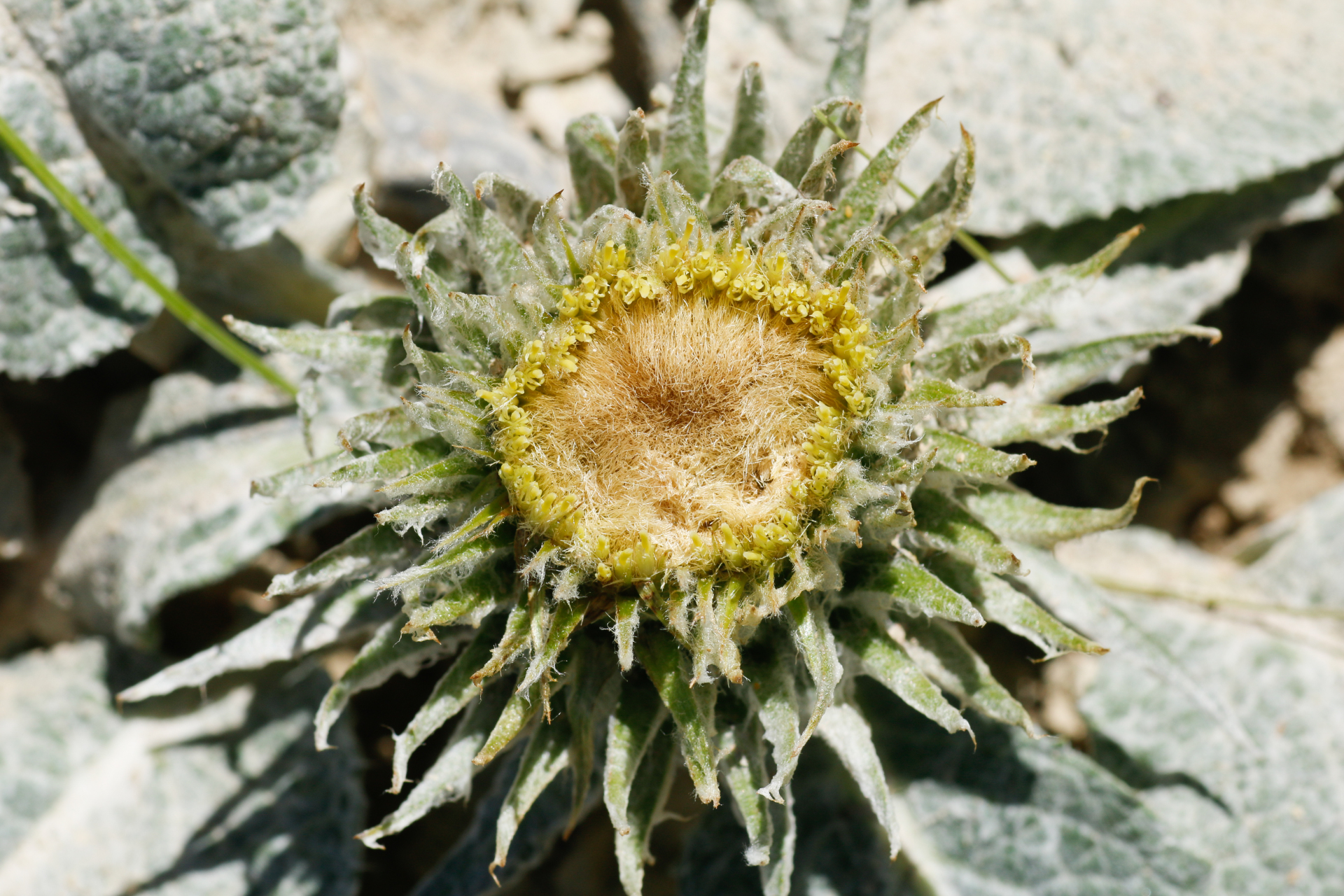 Berardia lanuginosa (Lam.) Fiori & Paol. - Photo Bivouac Naturaliste