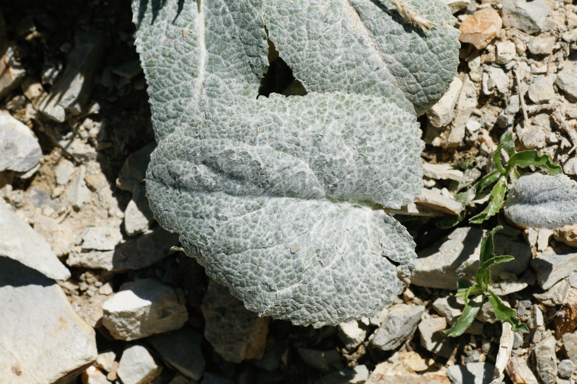 Berardia lanuginosa (Lam.) Fiori & Paol. - Photo Bivouac Naturaliste