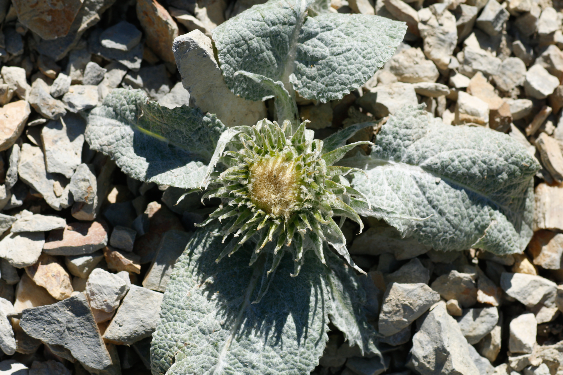 Berardia lanuginosa (Lam.) Fiori & Paol. - Photo Bivouac Naturaliste