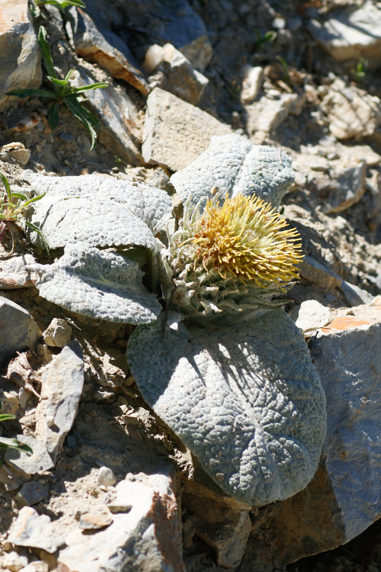Berardia lanuginosa (Lam.) Fiori & Paol. - Photo Bivouac Naturaliste