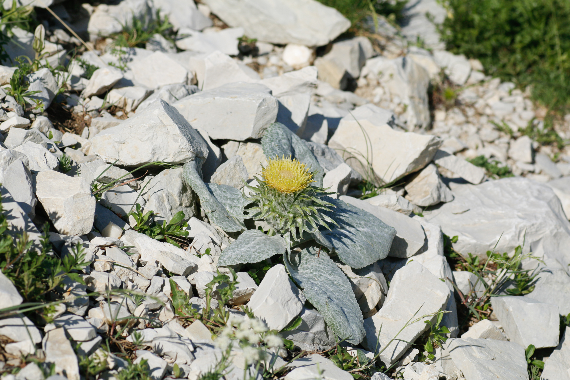 Berardia lanuginosa (Lam.) Fiori & Paol. - Photo Bivouac Naturaliste