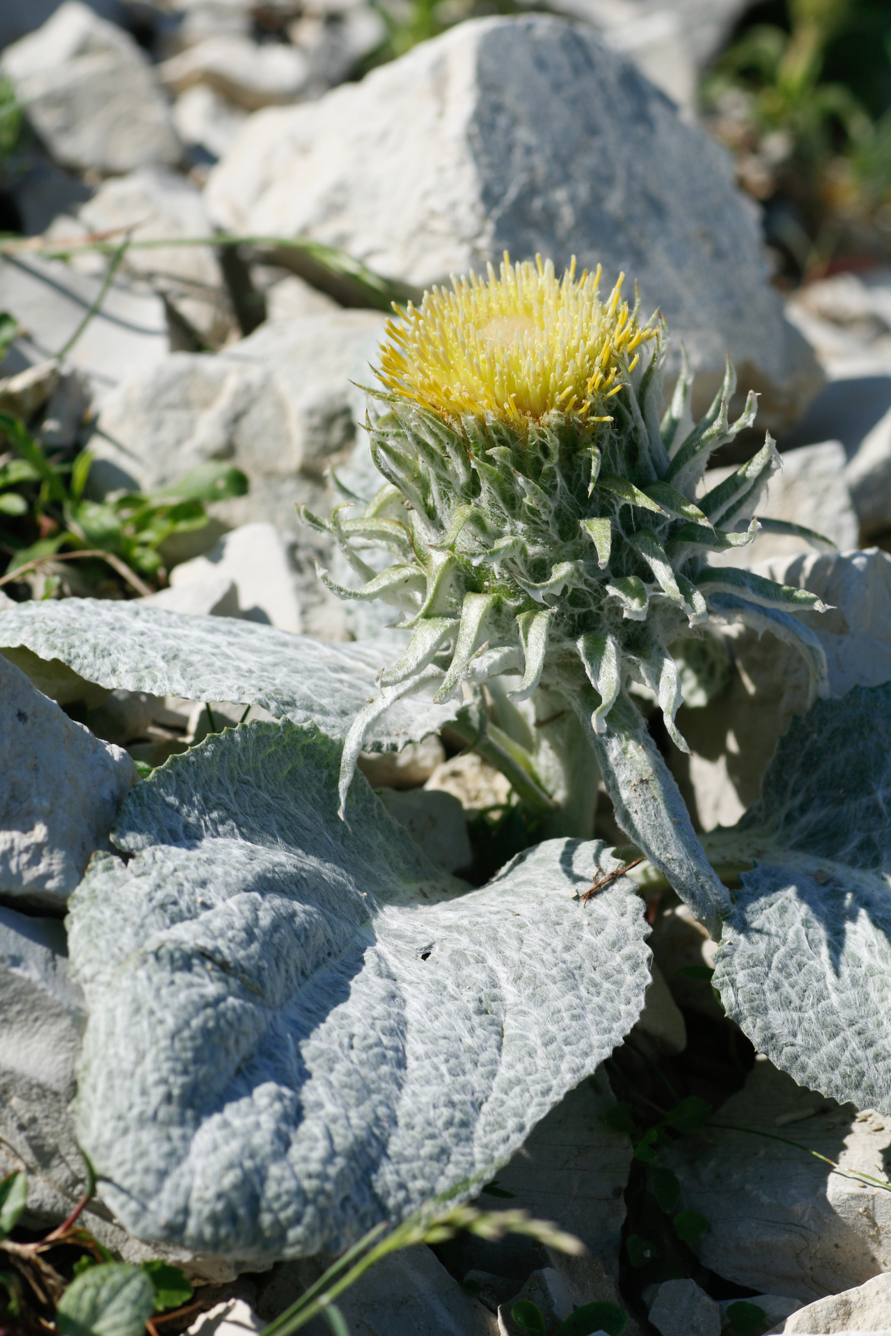 Berardia lanuginosa (Lam.) Fiori & Paol. - Photo Bivouac Naturaliste