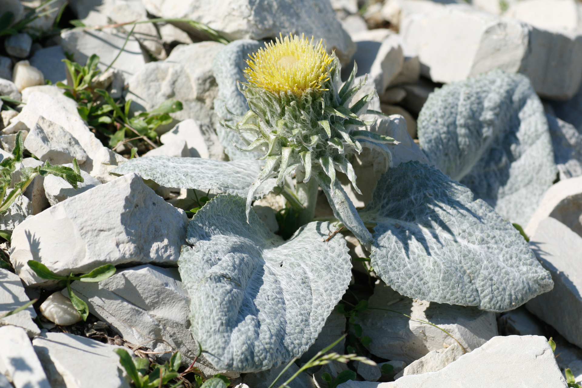 Berardia lanuginosa (Lam.) Fiori & Paol. - Photo Bivouac Naturaliste