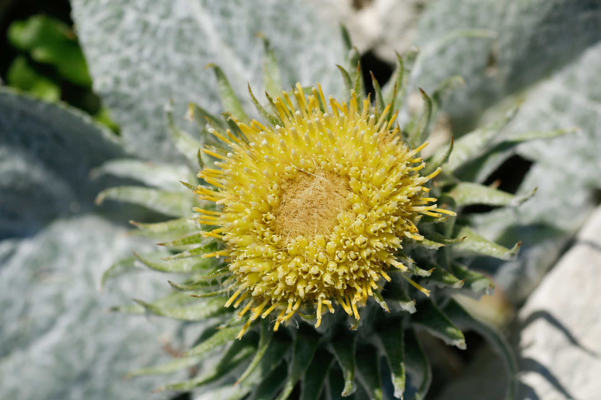 Berardia lanuginosa (Lam.) Fiori & Paol. - Photo Bivouac Naturaliste