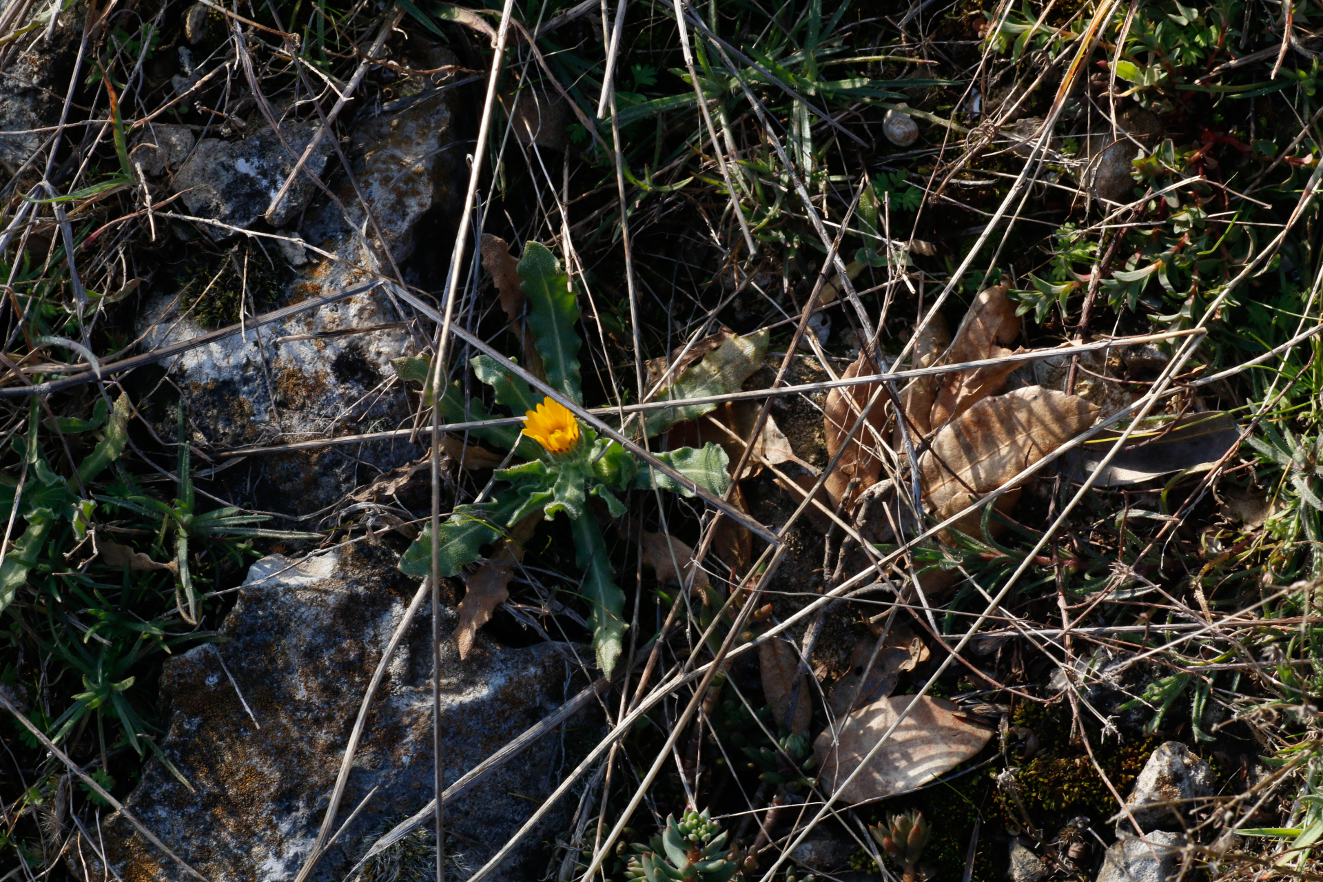 Calendula arvensis L. - Photo Bivouac Naturaliste