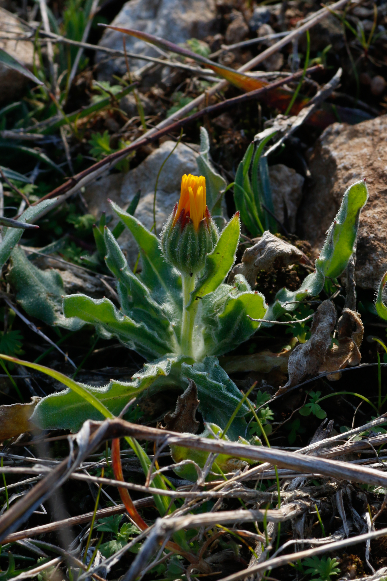Calendula arvensis L. - Photo Bivouac Naturaliste