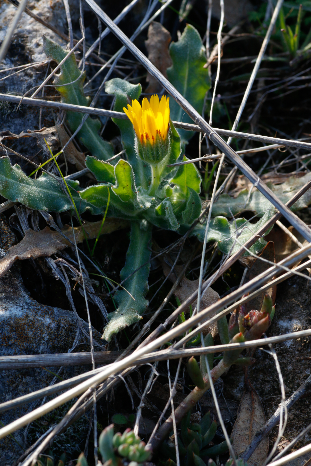 Calendula arvensis L. - Photo Bivouac Naturaliste
