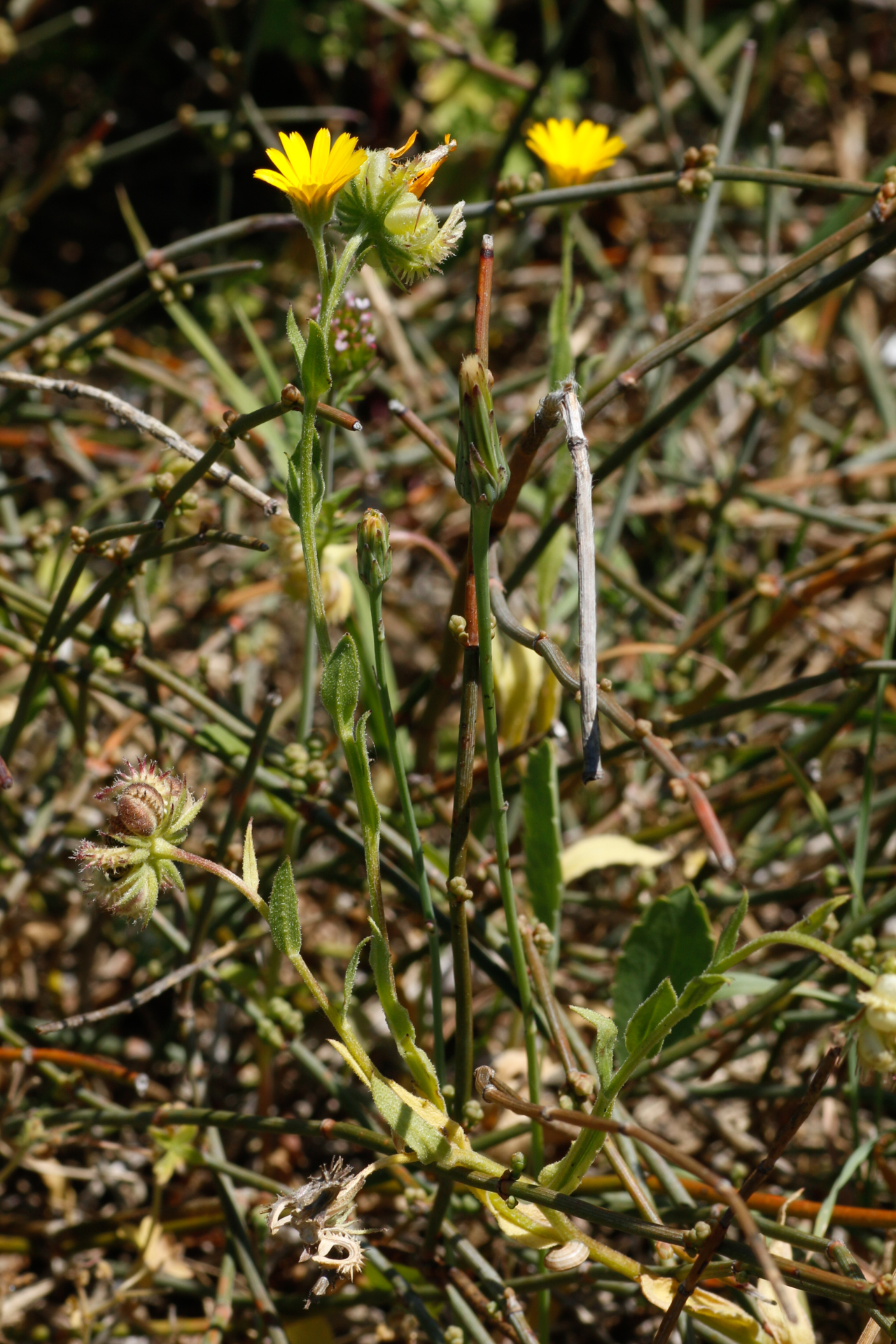 Calendula arvensis L. - Photo Bivouac Naturaliste