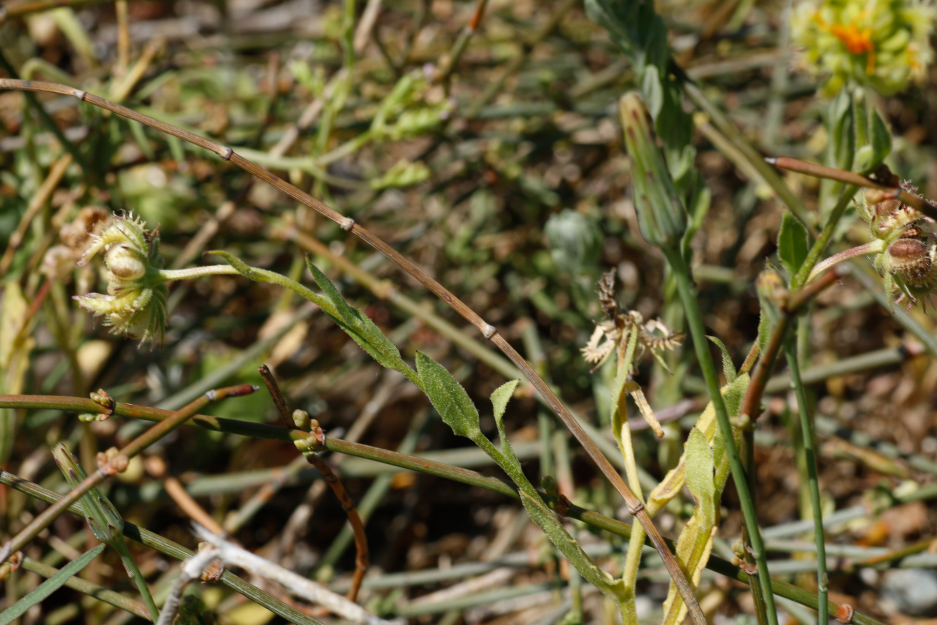 Calendula arvensis L. - Photo Bivouac Naturaliste