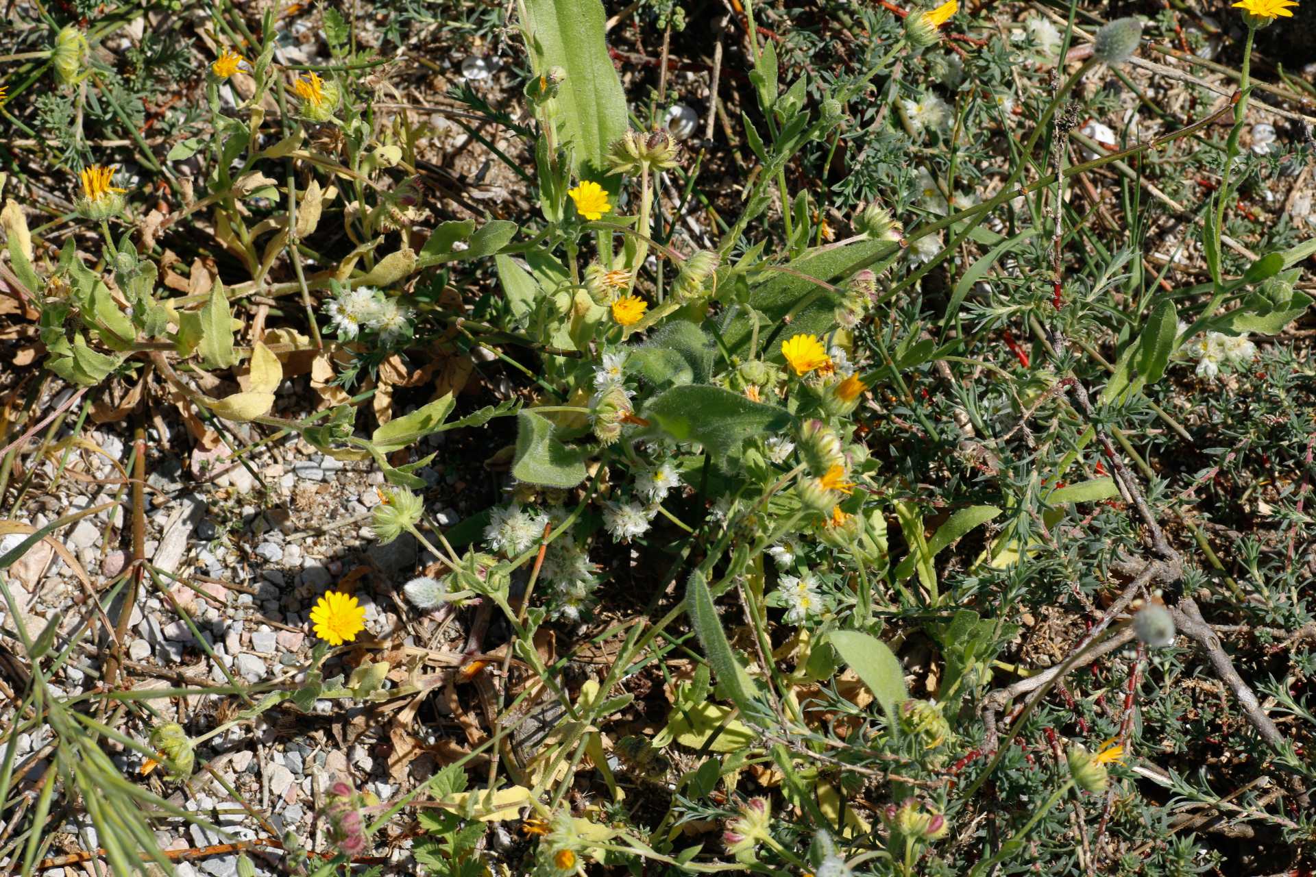 Calendula arvensis L. - Photo Bivouac Naturaliste