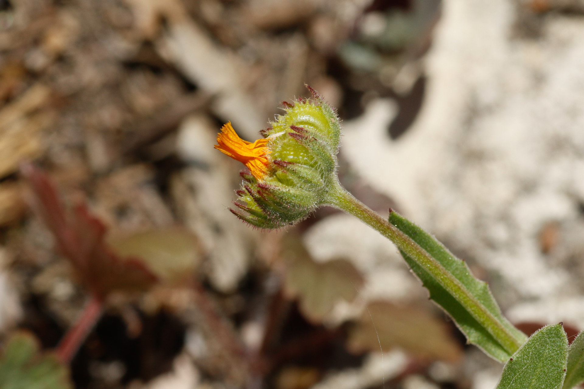 Calendula arvensis L. - Photo Bivouac Naturaliste