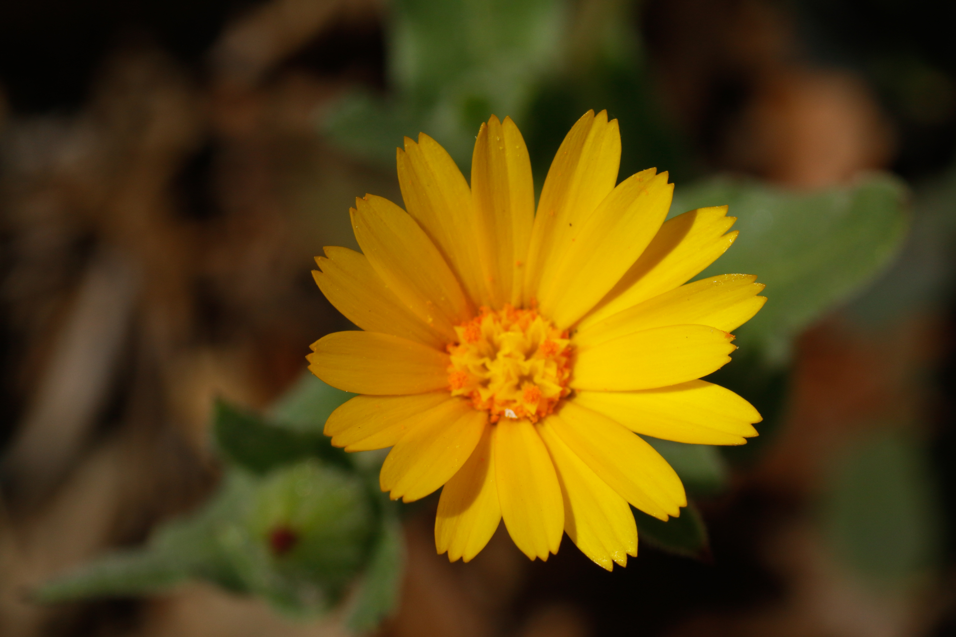 Calendula arvensis L. - Photo Bivouac Naturaliste